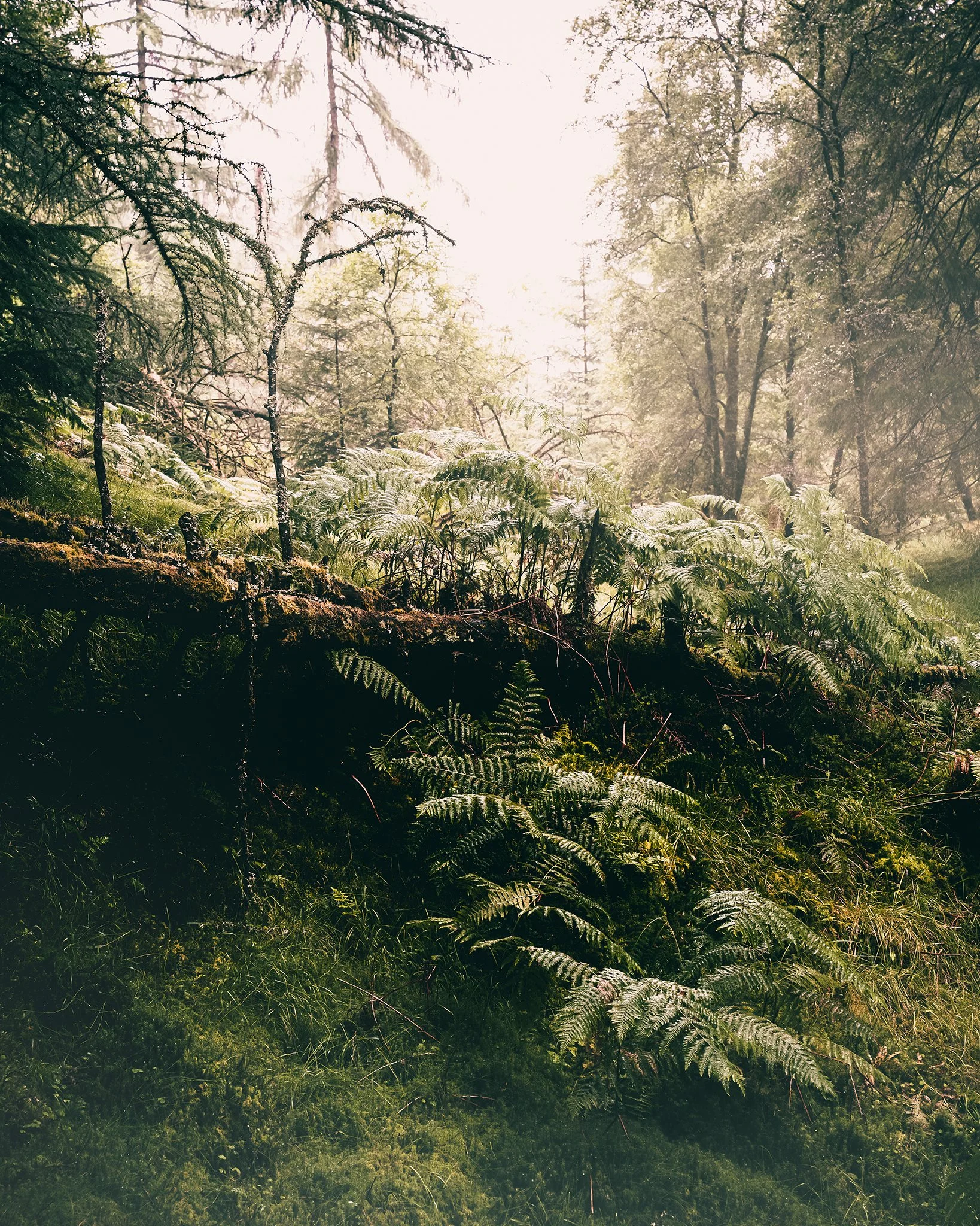 Scotlands Atlantic Rainforest Ferns