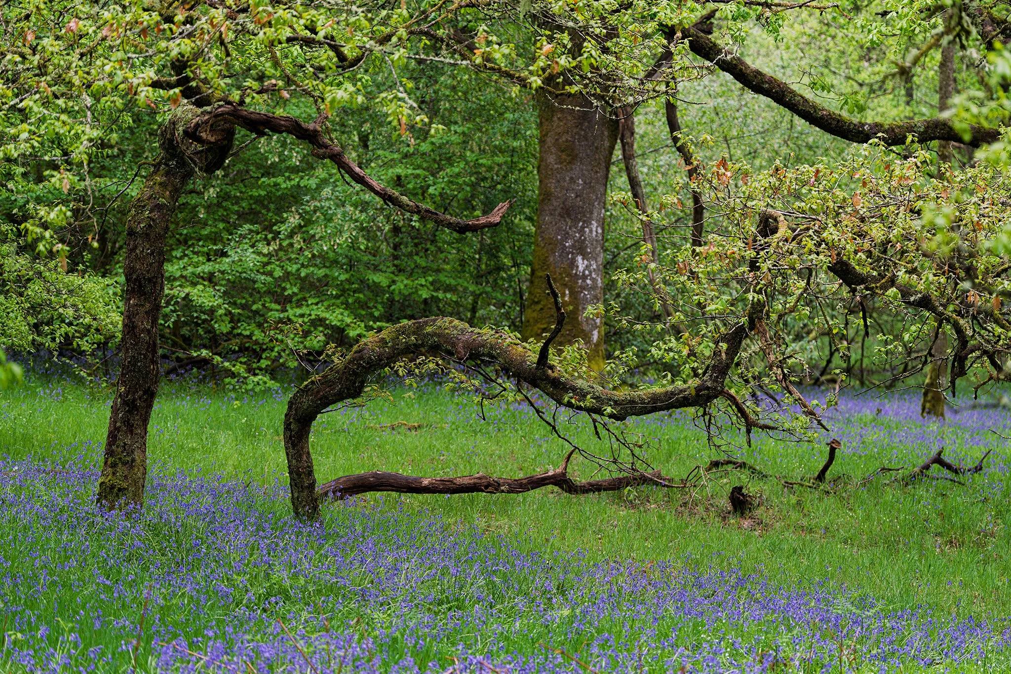 SAR - Oak and Bluebells