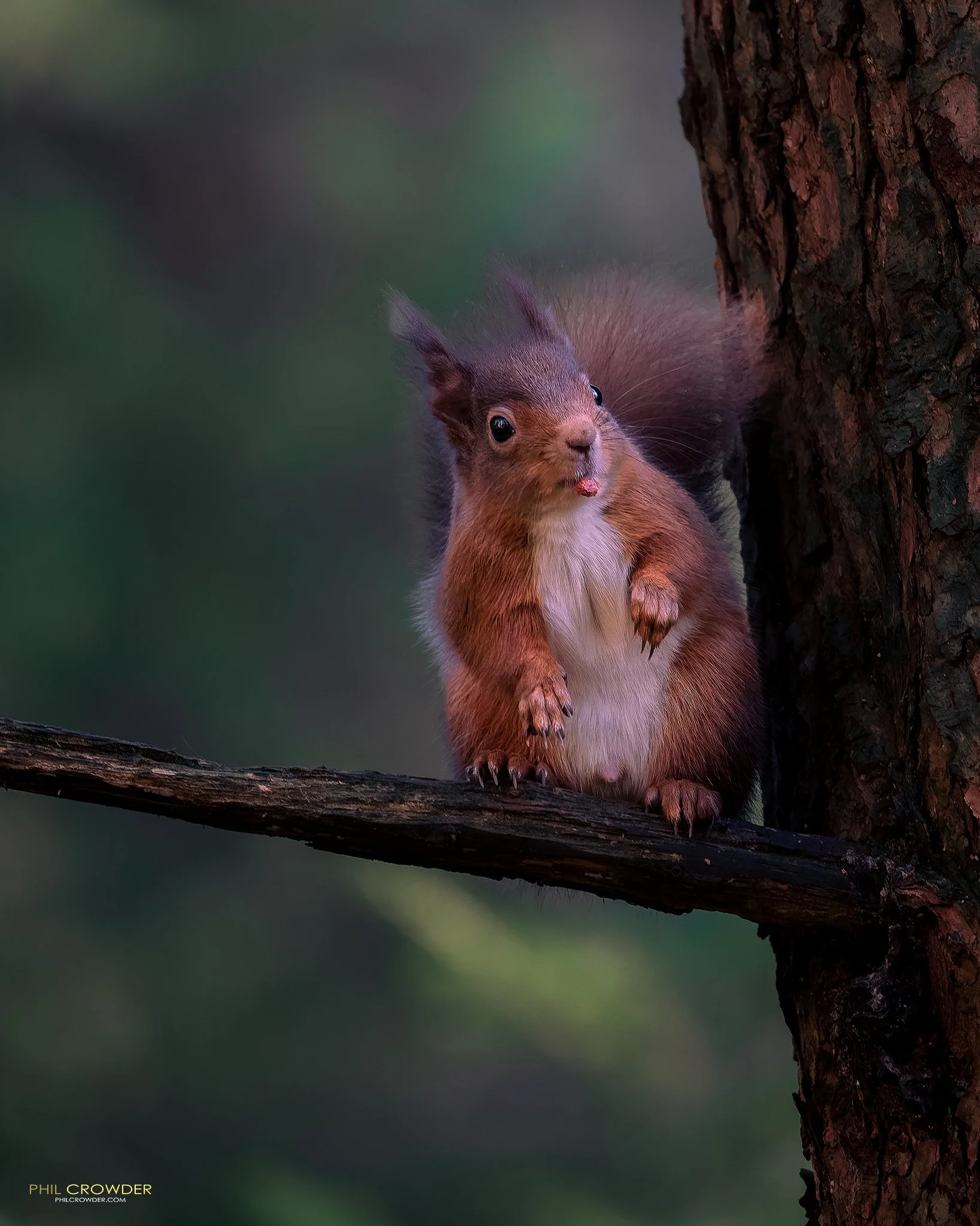 Red Squirrel in Ancient Woodlands