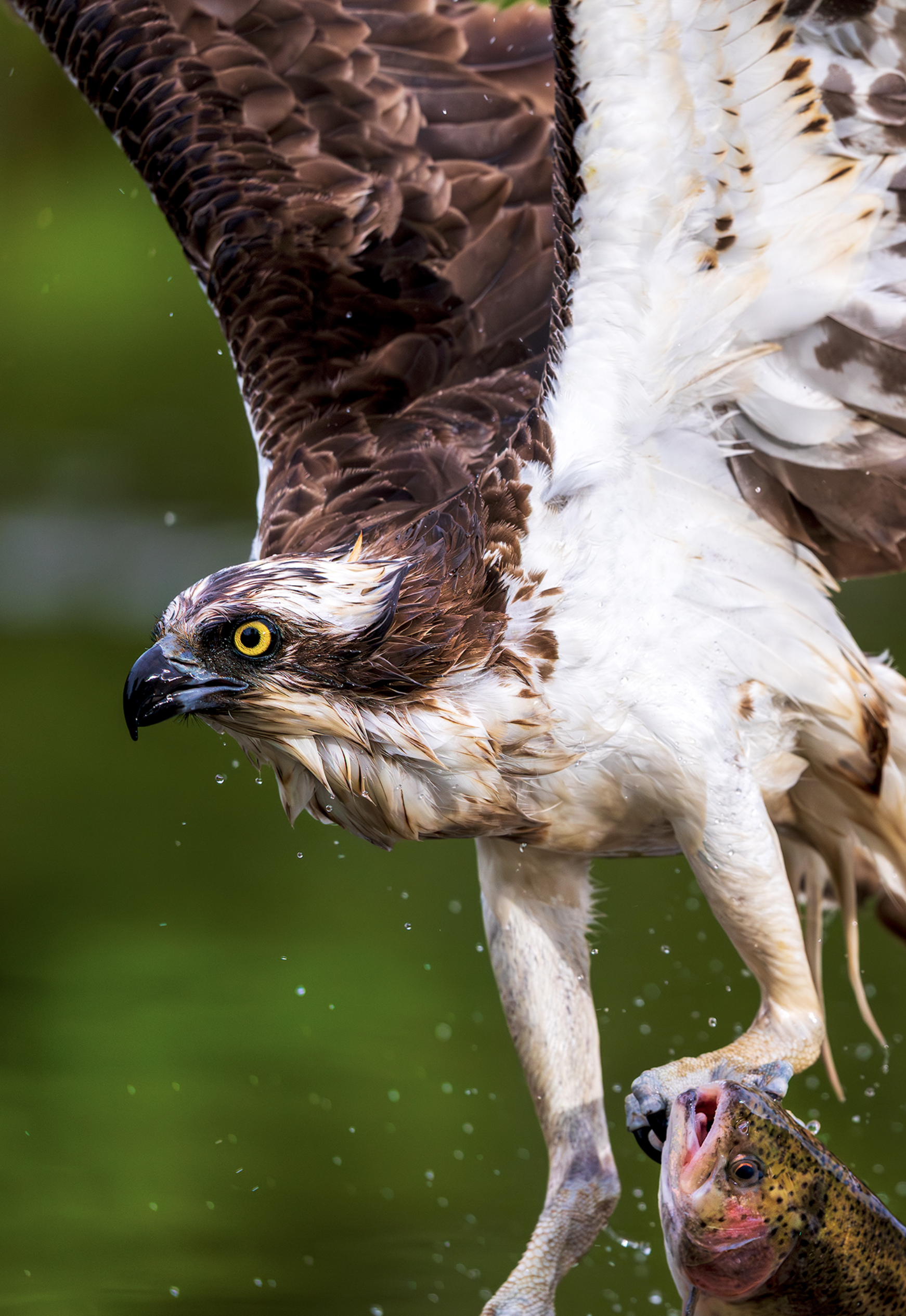 Osprey Exit with Dinner