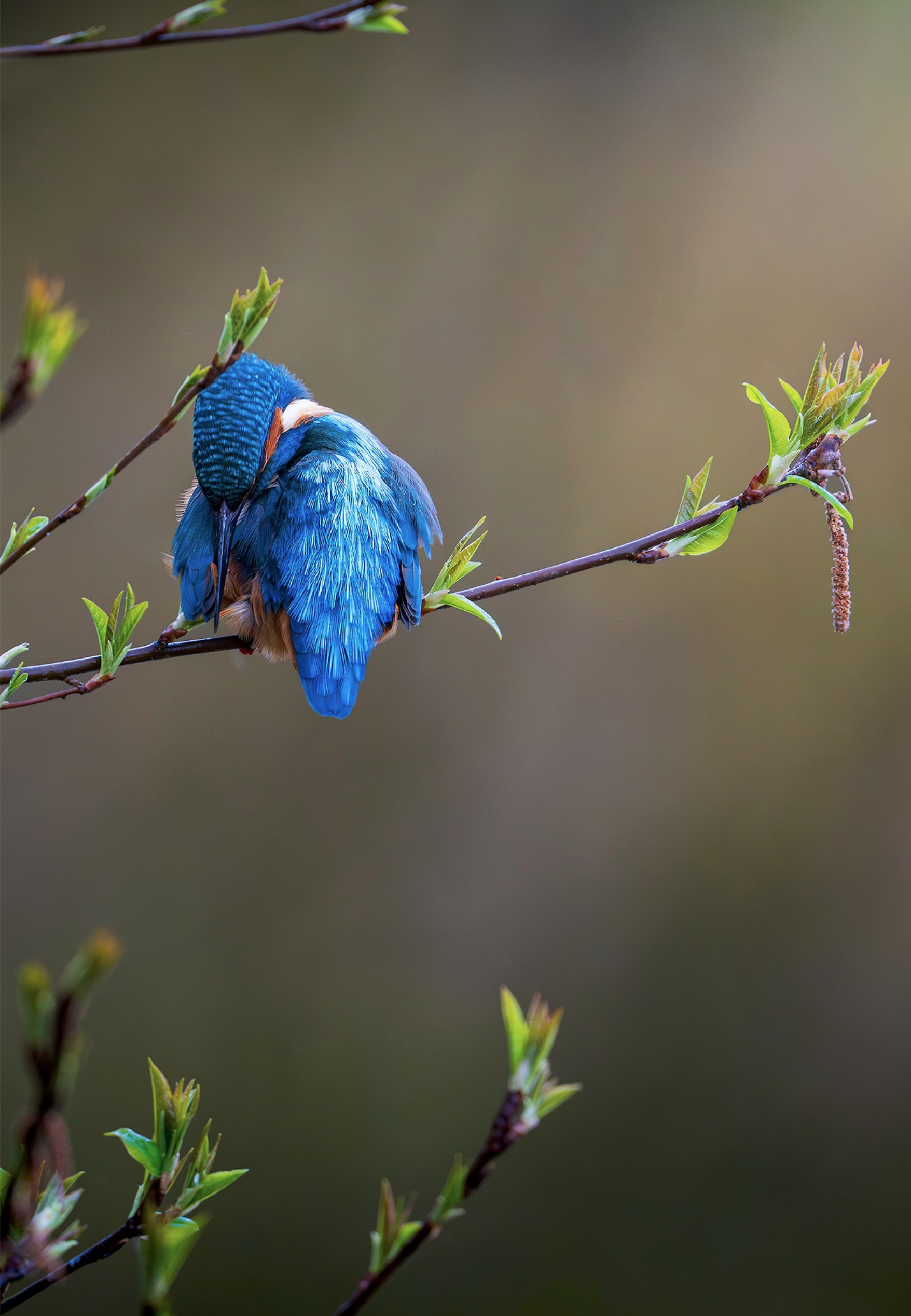 Kingfisher - Preening