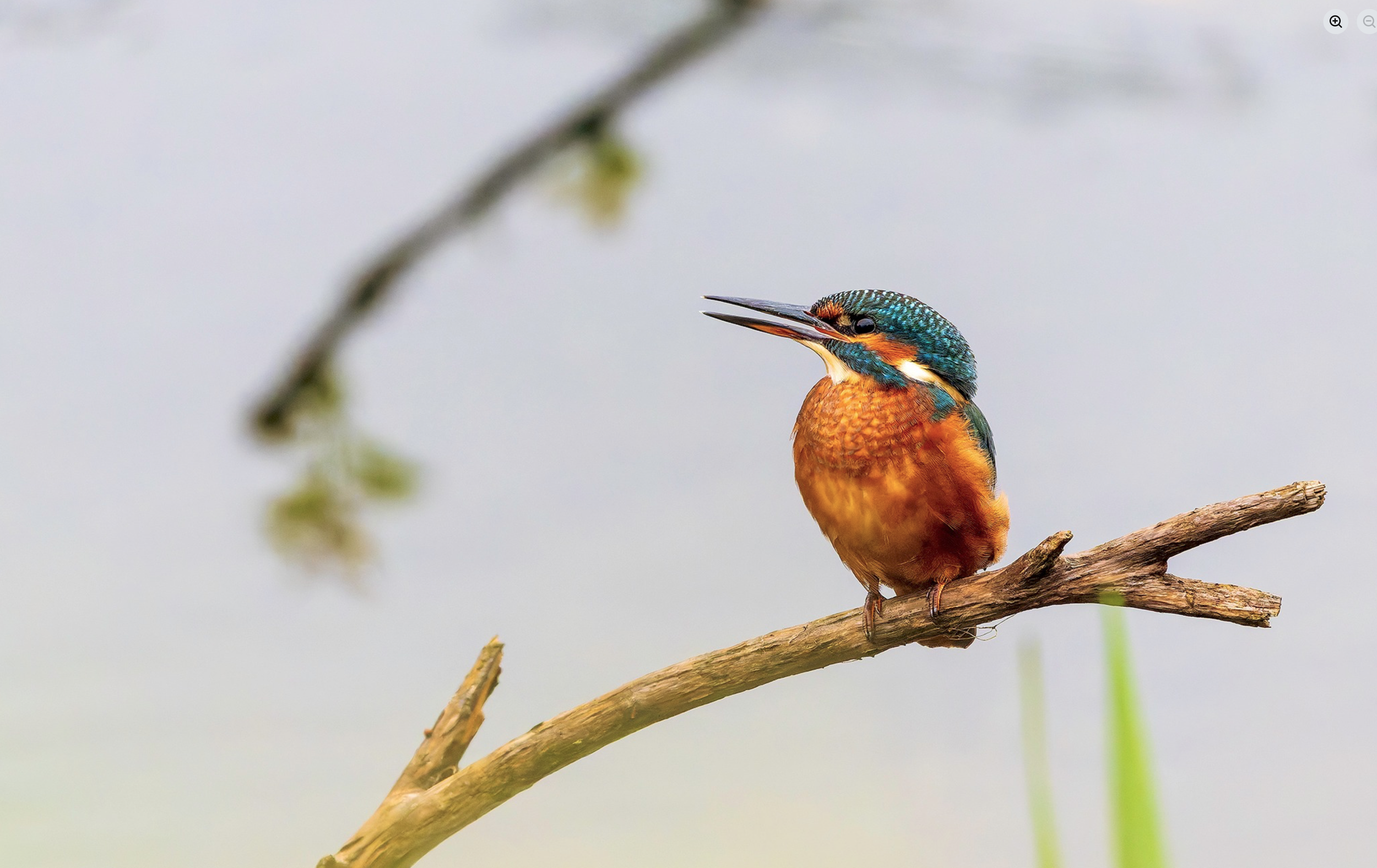 Kingfisher waiting, expectantly