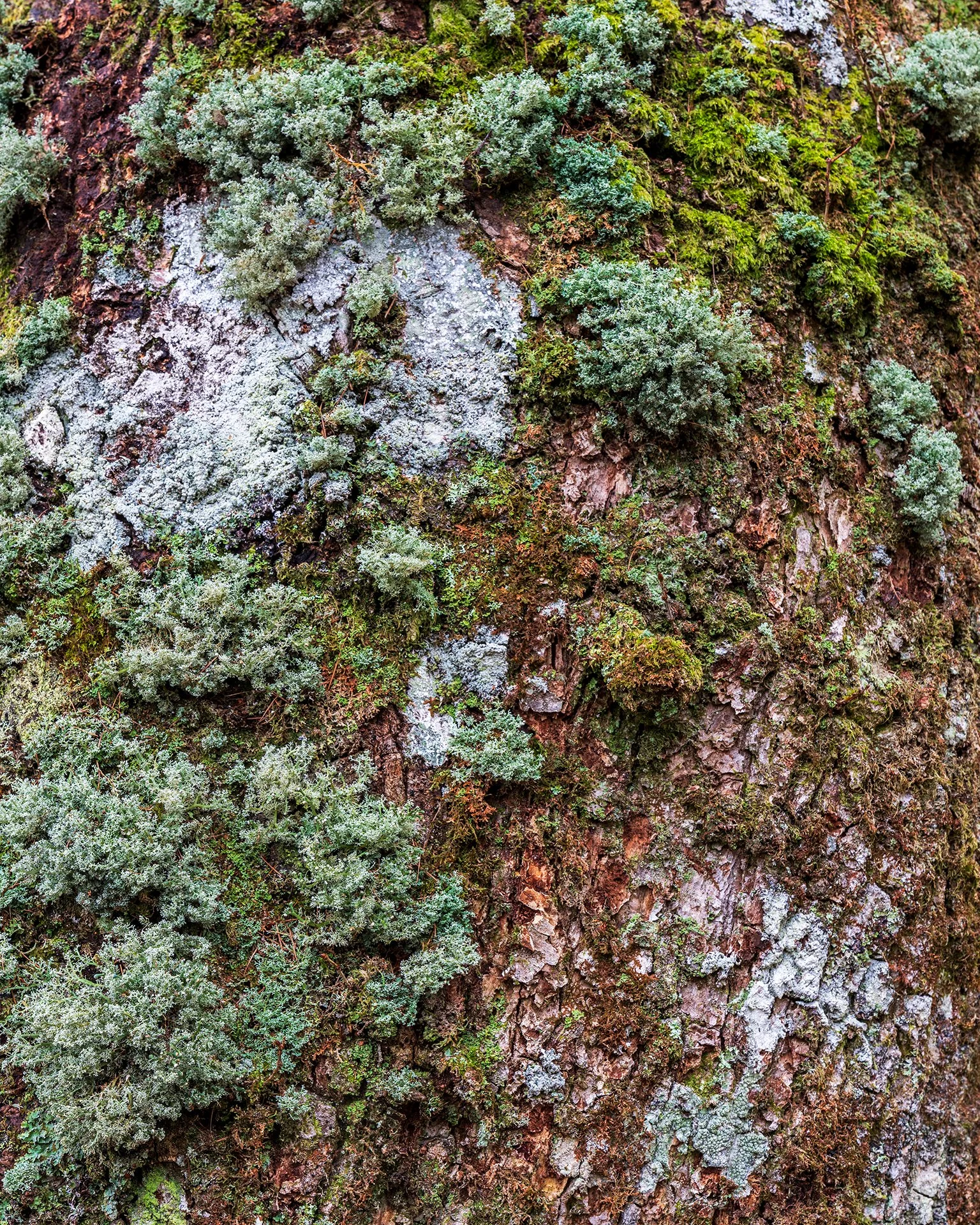 Temperate Rainforest - Lichens