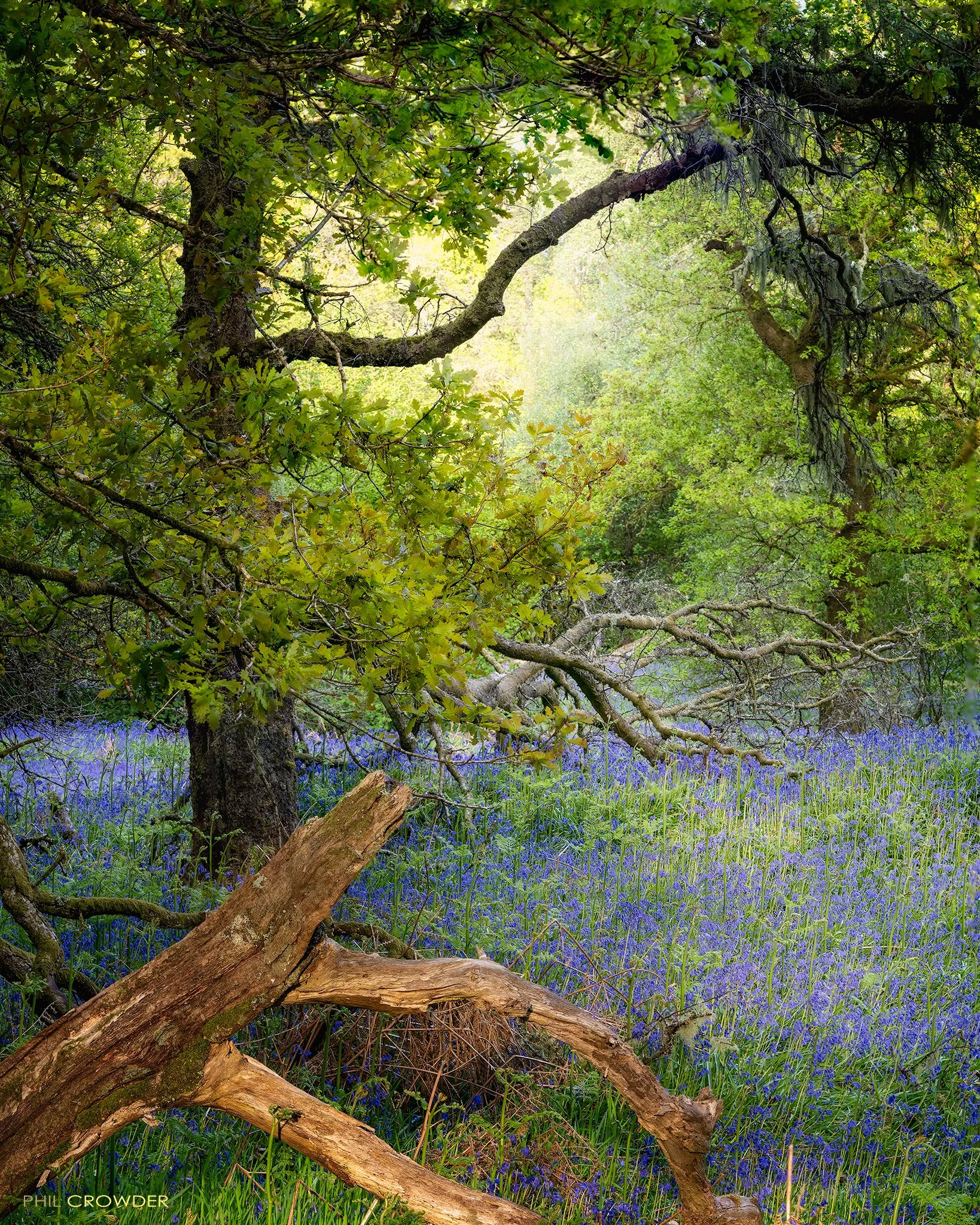 Scottish Atlantic Rainforest A Bluebell Glade