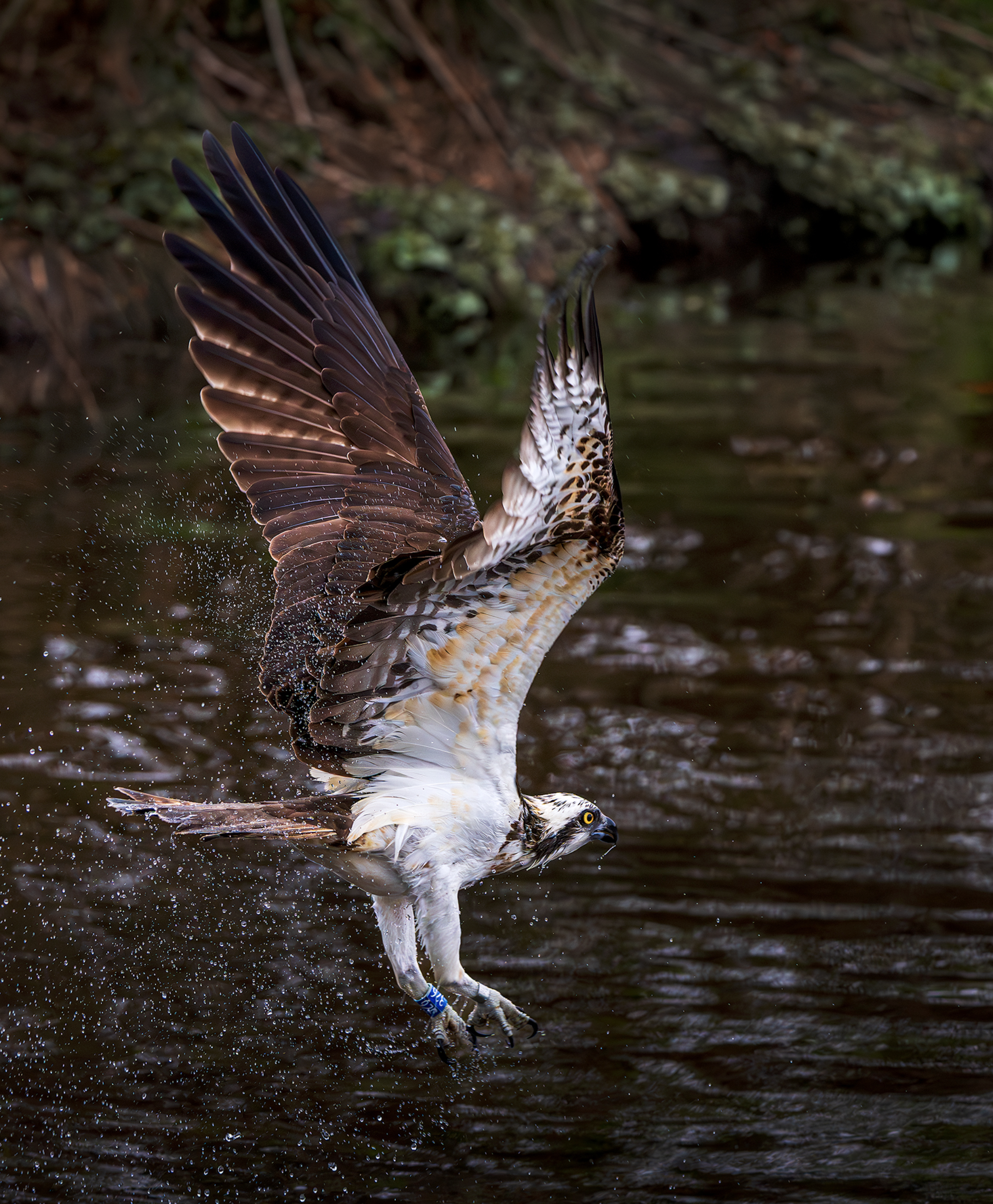 No:326 - Trossachs Osprey at TOH