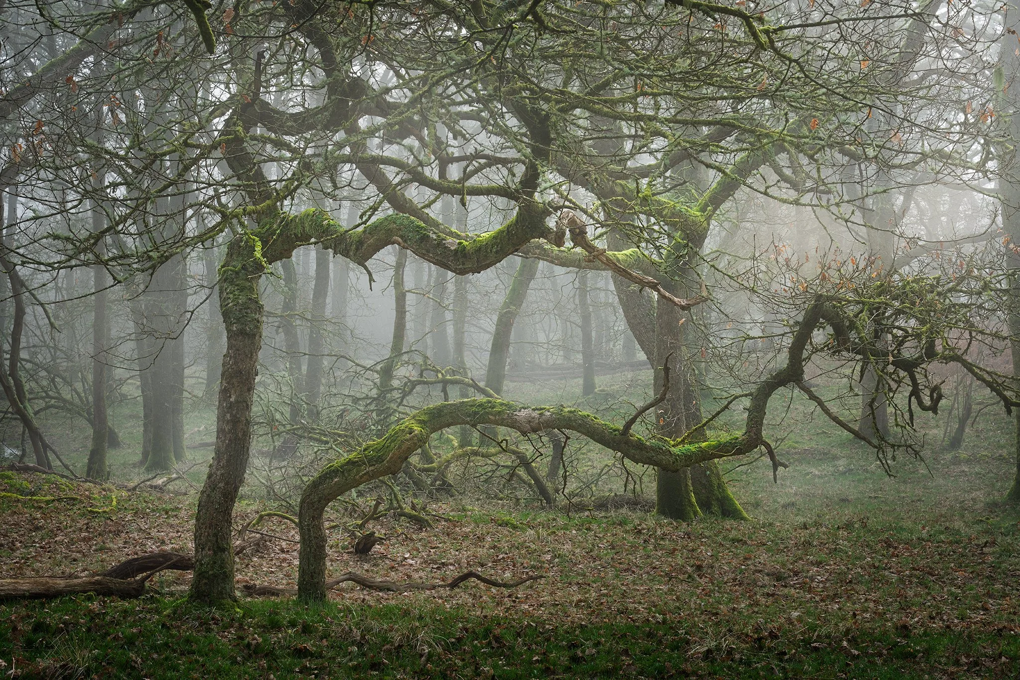 Twisted Oaks in a Scottish Atlantic Rainforest