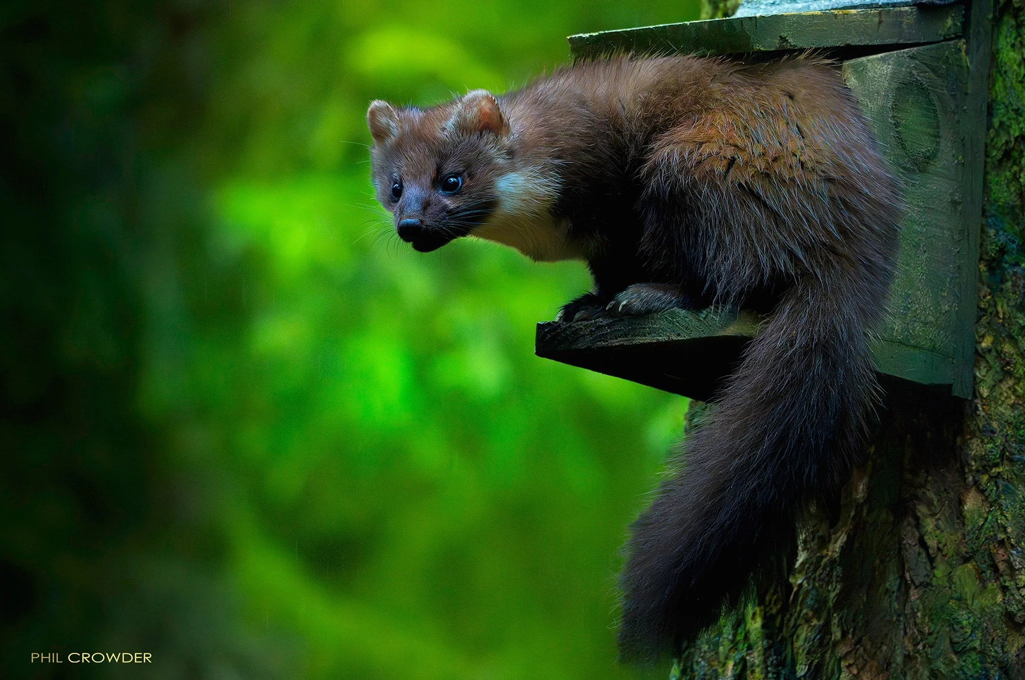 Pine Marten - Martes martes