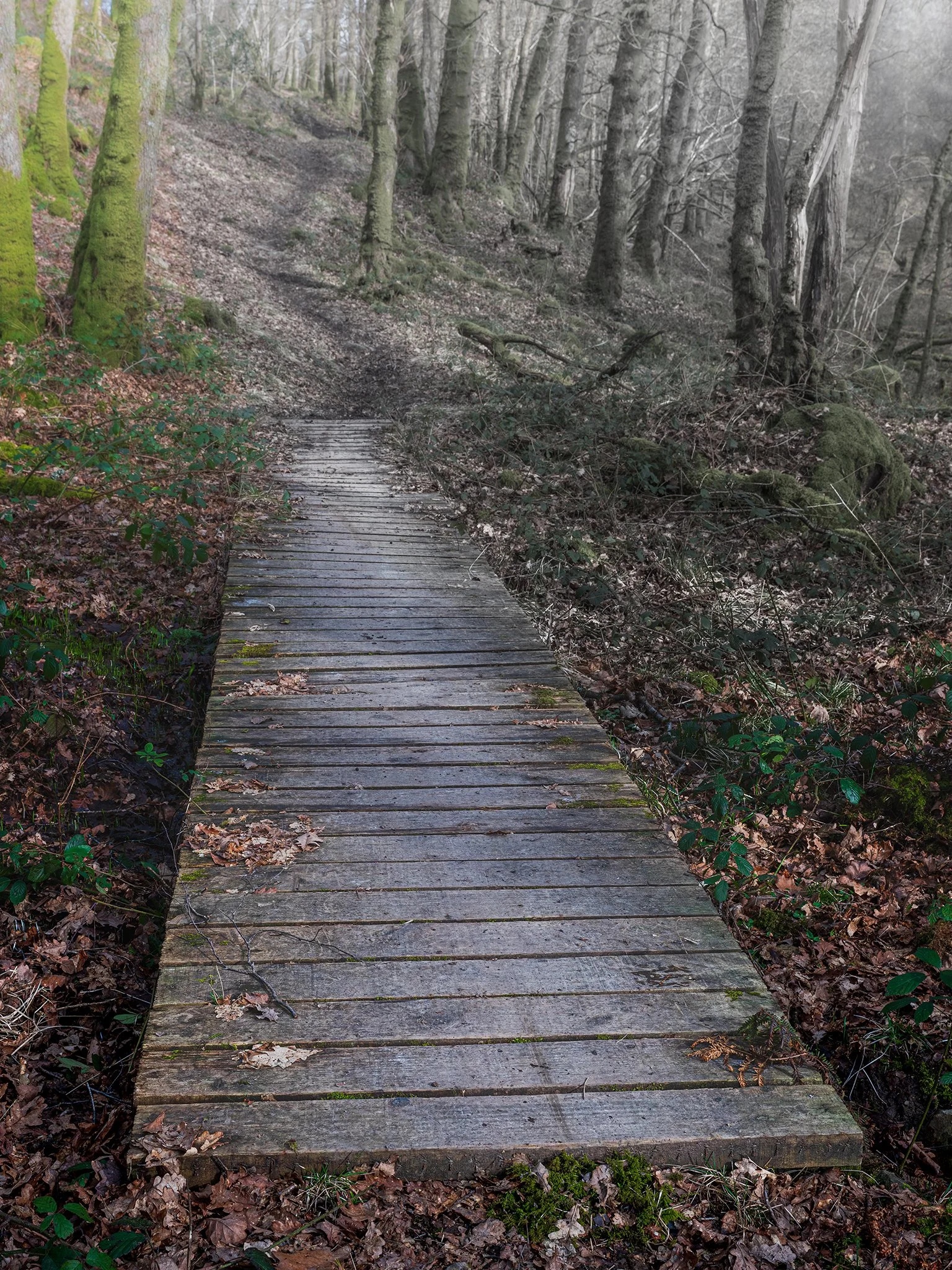 SAR Atlantic Rainforest Decking Blacketts Wood