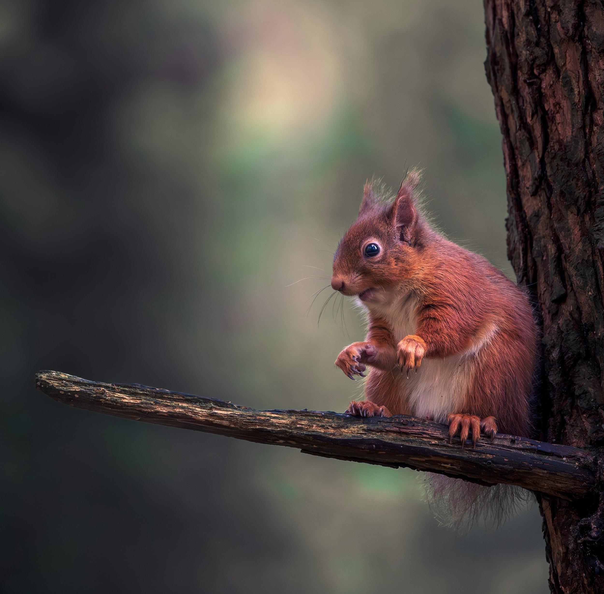 Red Squirrel - Tommy Cooper - Just Like That