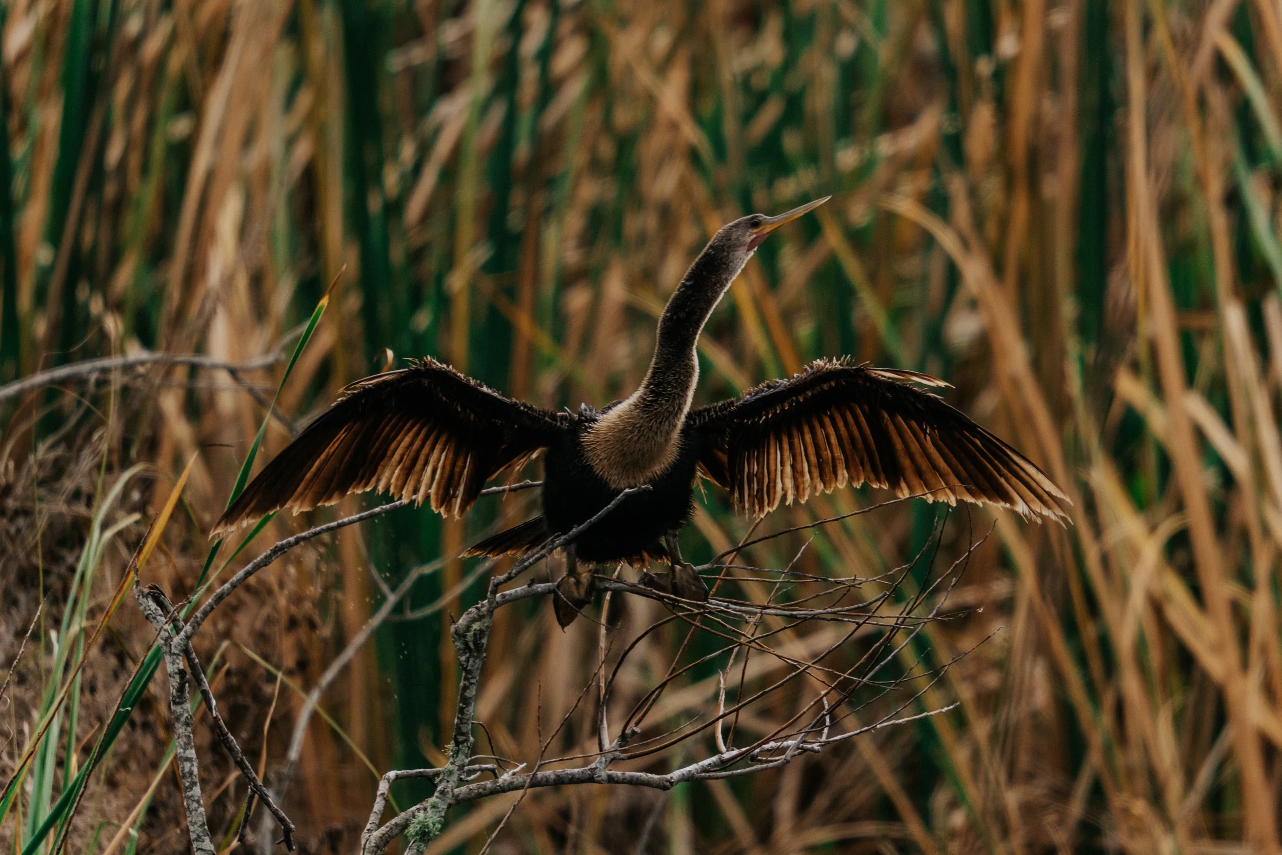 A bird with outstretched wings perched on a tree branch amidst tall grass or reeds.