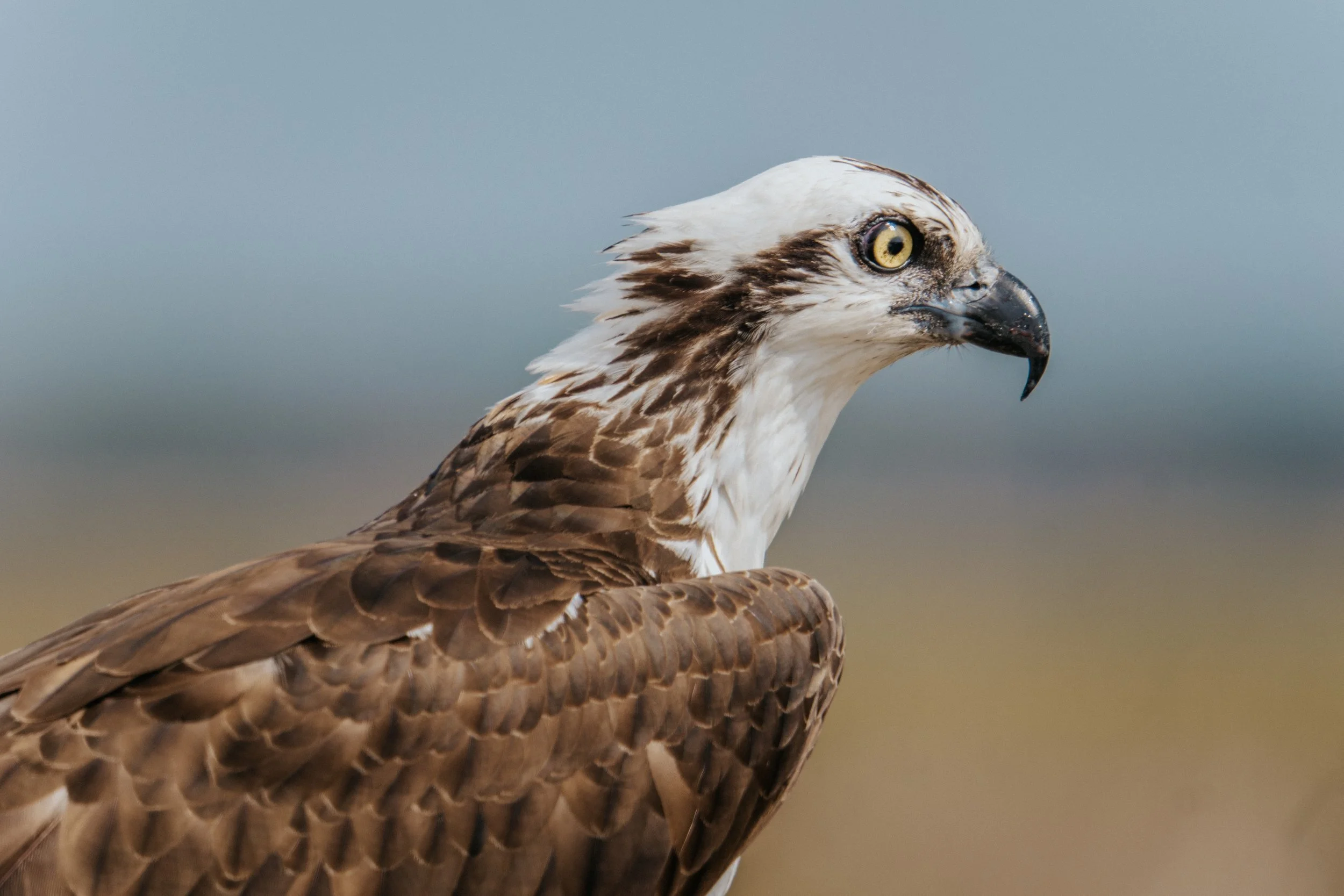 Close-up of an osprey bird with brown and white feathers, yellow eyes, and a hooked black beak, looking to the right against a blurred background.