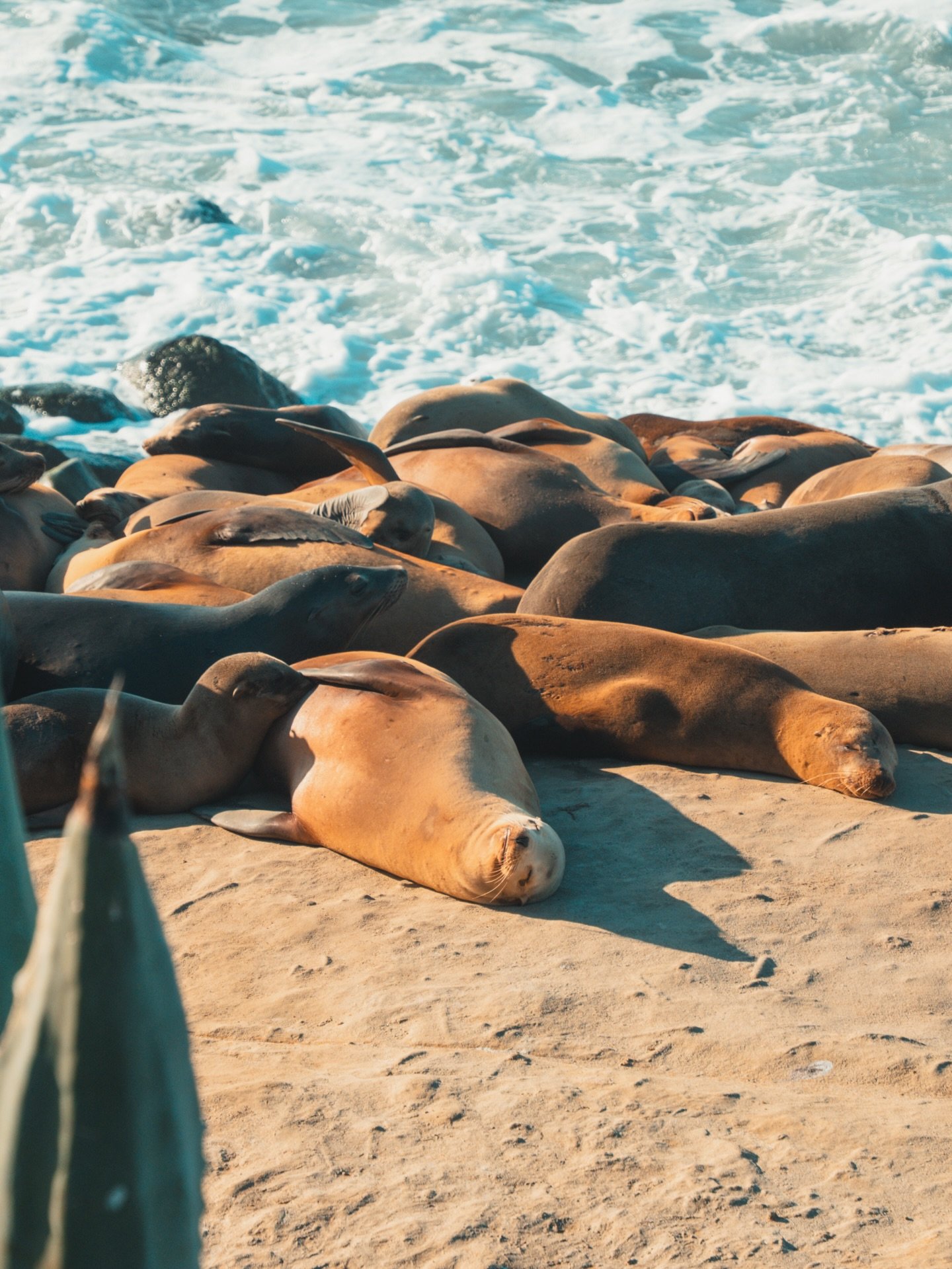 West Coast Shores and Winding Trails