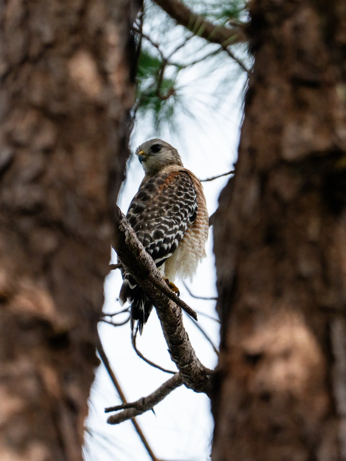 📍 Wakodahatchee Wetlands