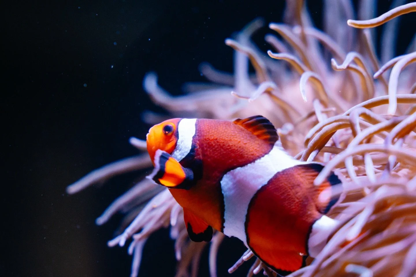 📍 New England Aquarium