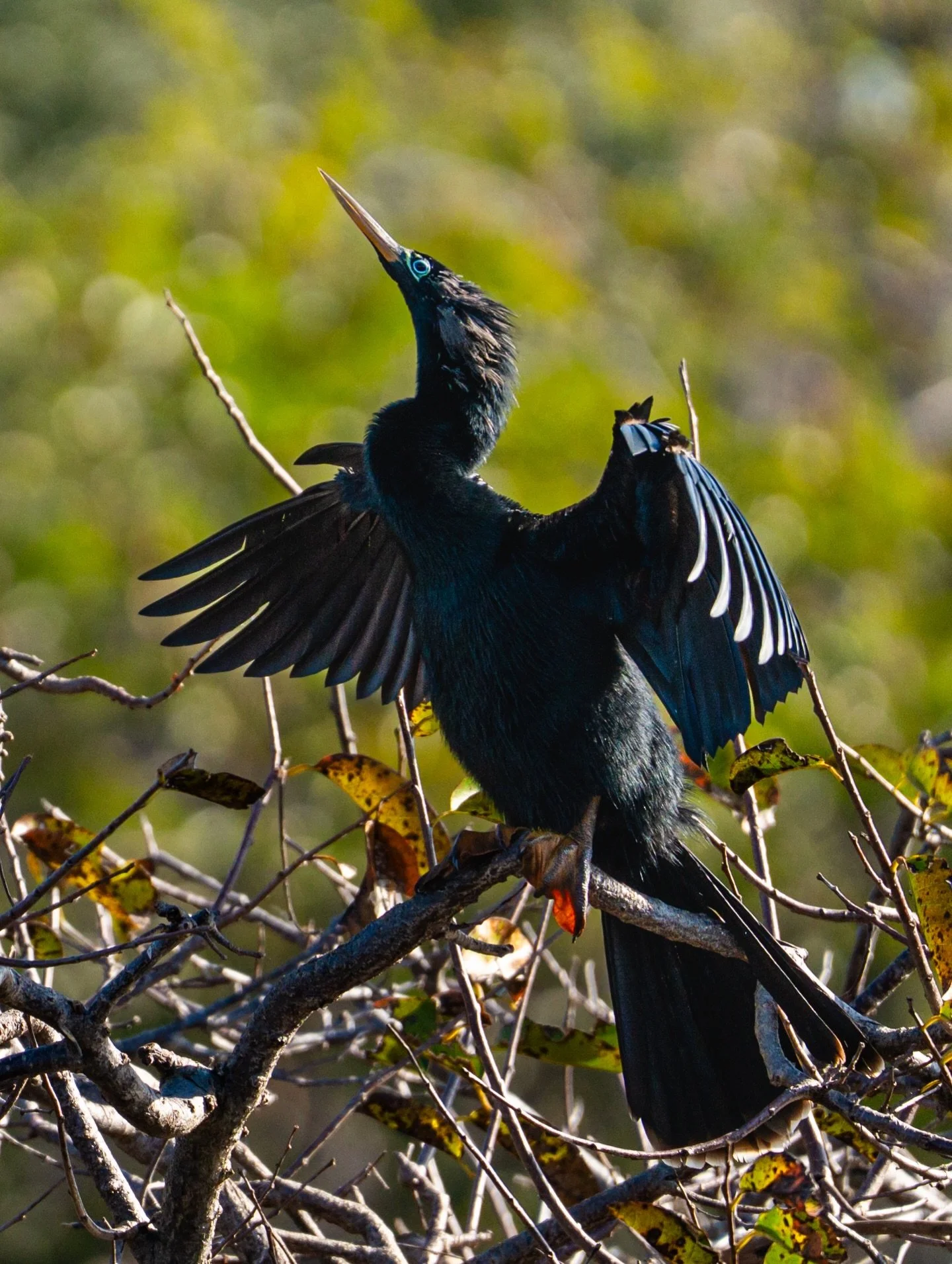 Took my photography students to the Wakodahatchee Wetlands to capture some stills with them. They got a chance to shoot some nature photography and it was such a filling experience