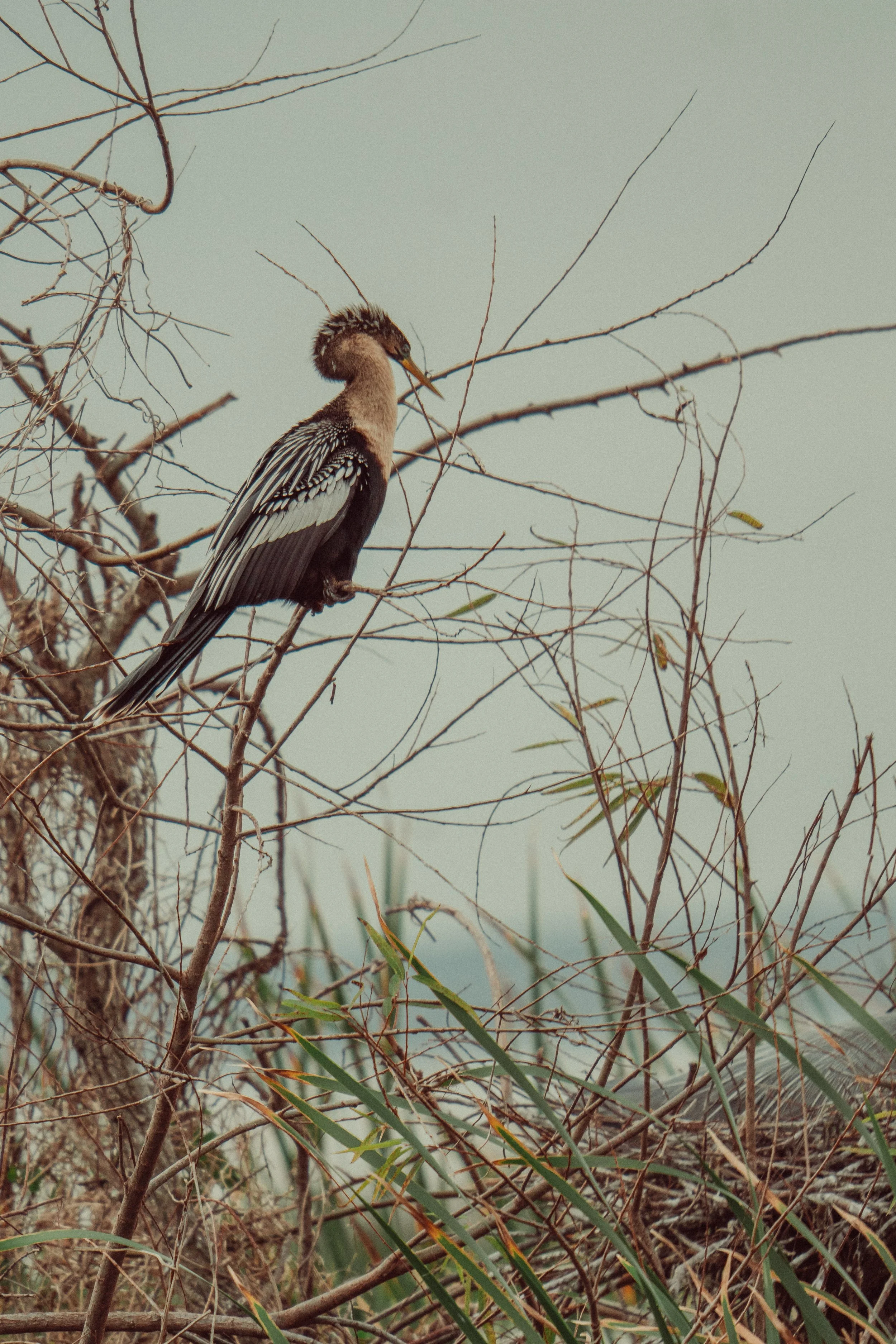 A bird perched on a thin branch amid dry twigs and green grass, with a cloudy sky in the background.
