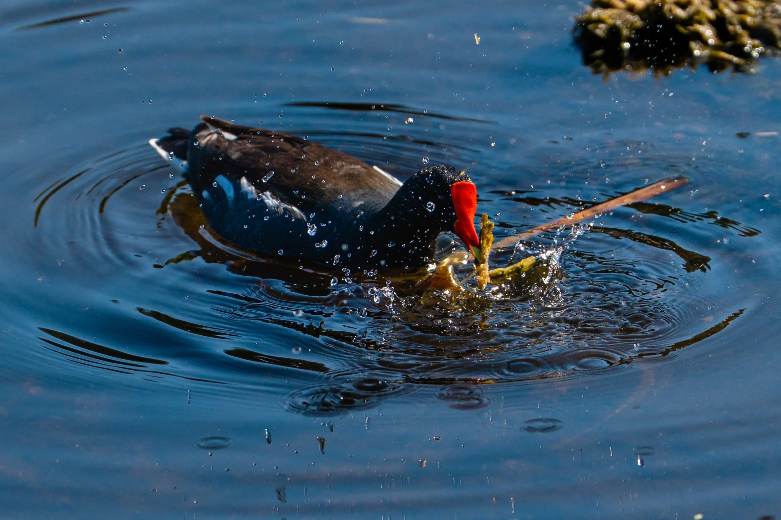 A duck swimming on water with a red beak and dark feathers, with ripples and water droplets around it.