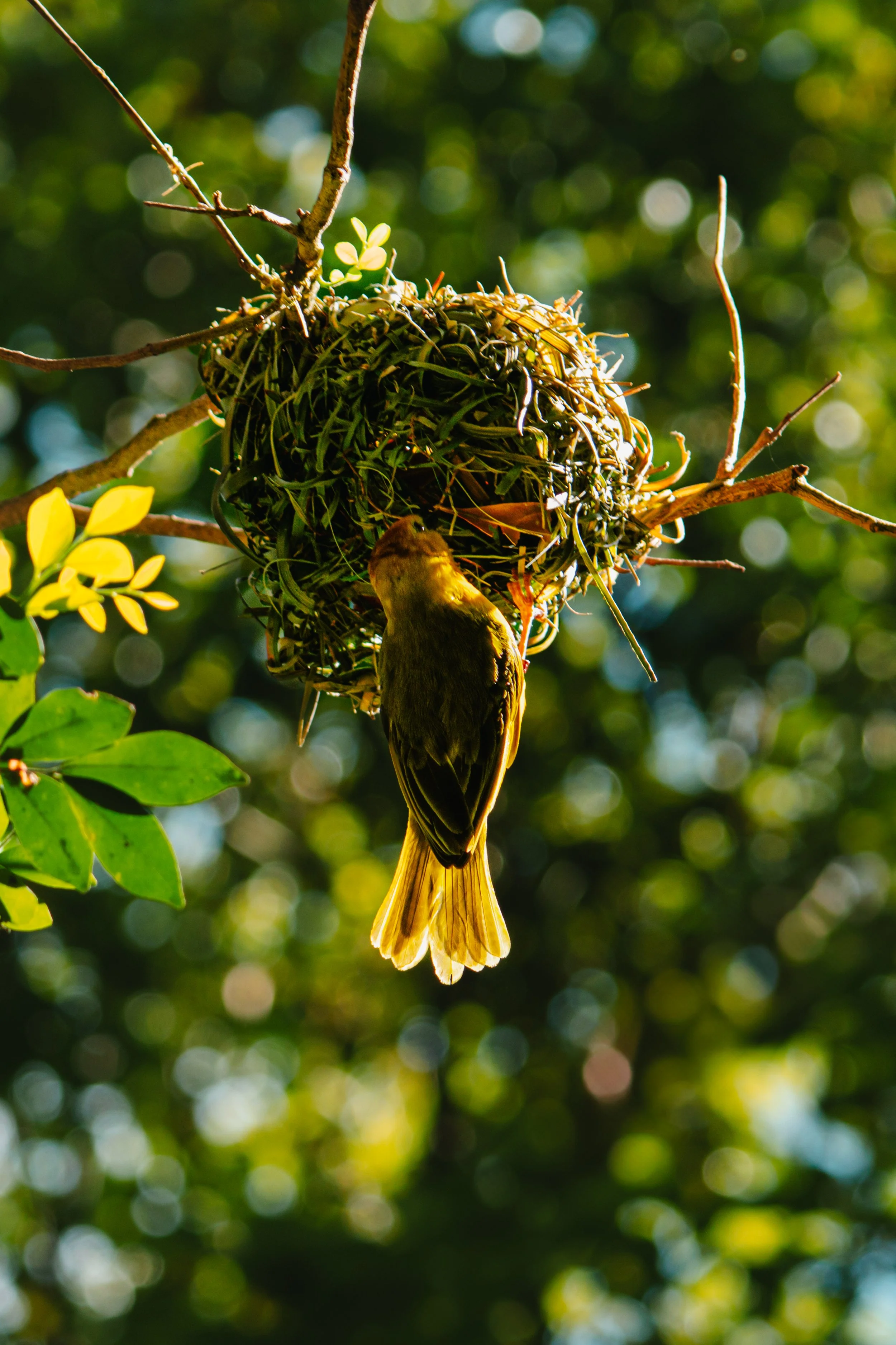 A small bird hanging upside down from a nest built on a tree branch with green leaves and a blurred green background.