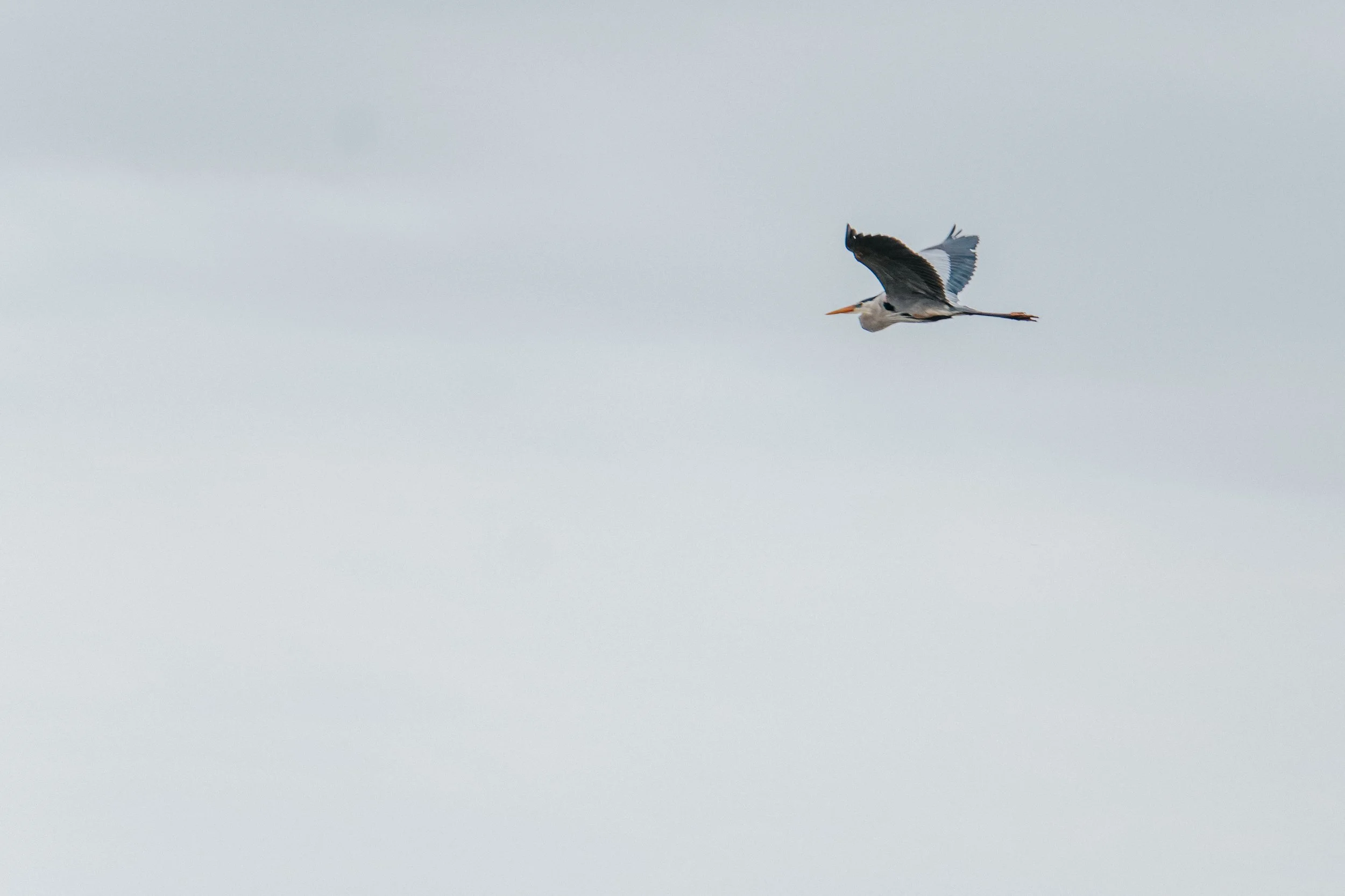 A bird flying in the sky with its wings spread, against a cloudy background.
