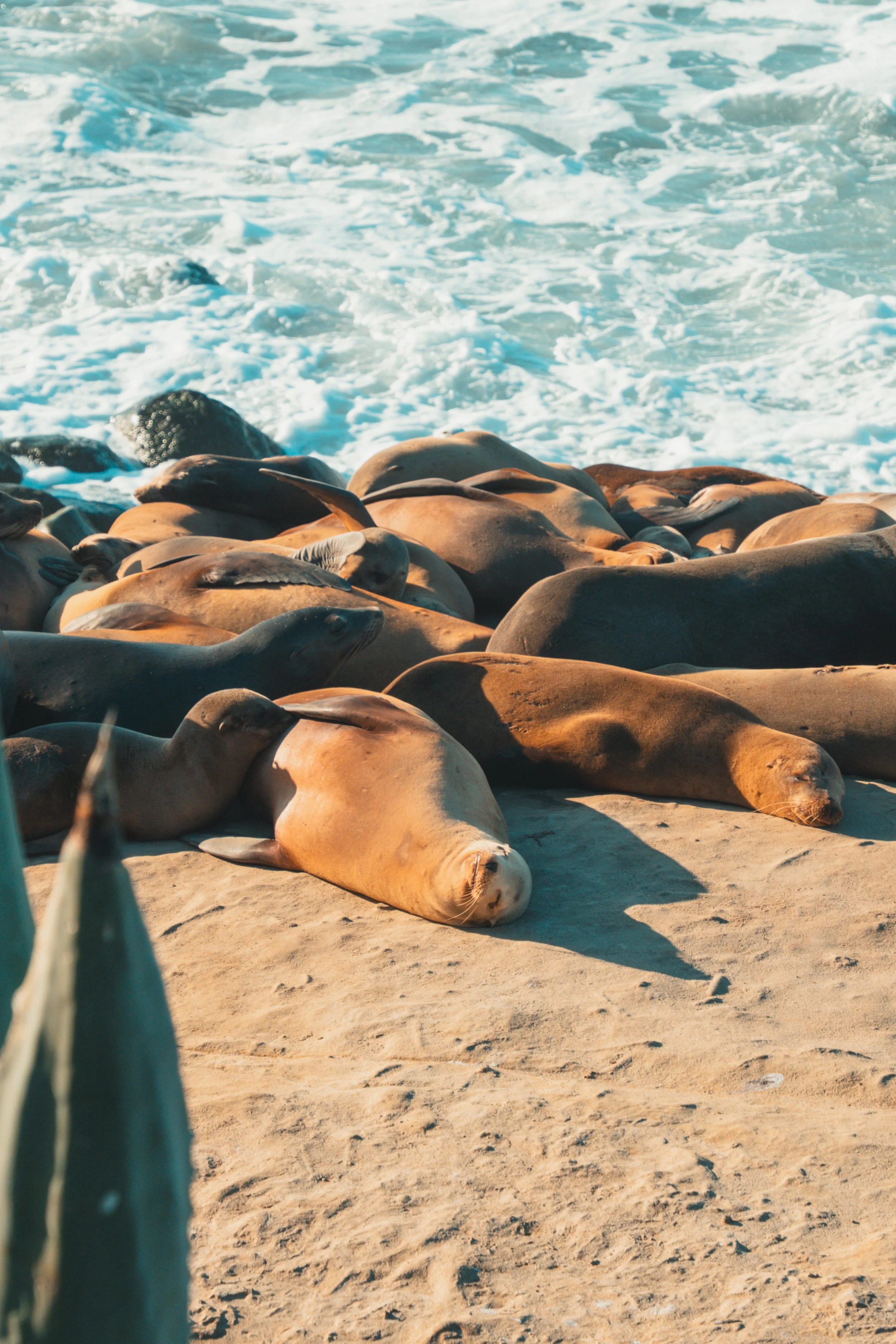 Sea lions resting on a sandy beach near the ocean waves.