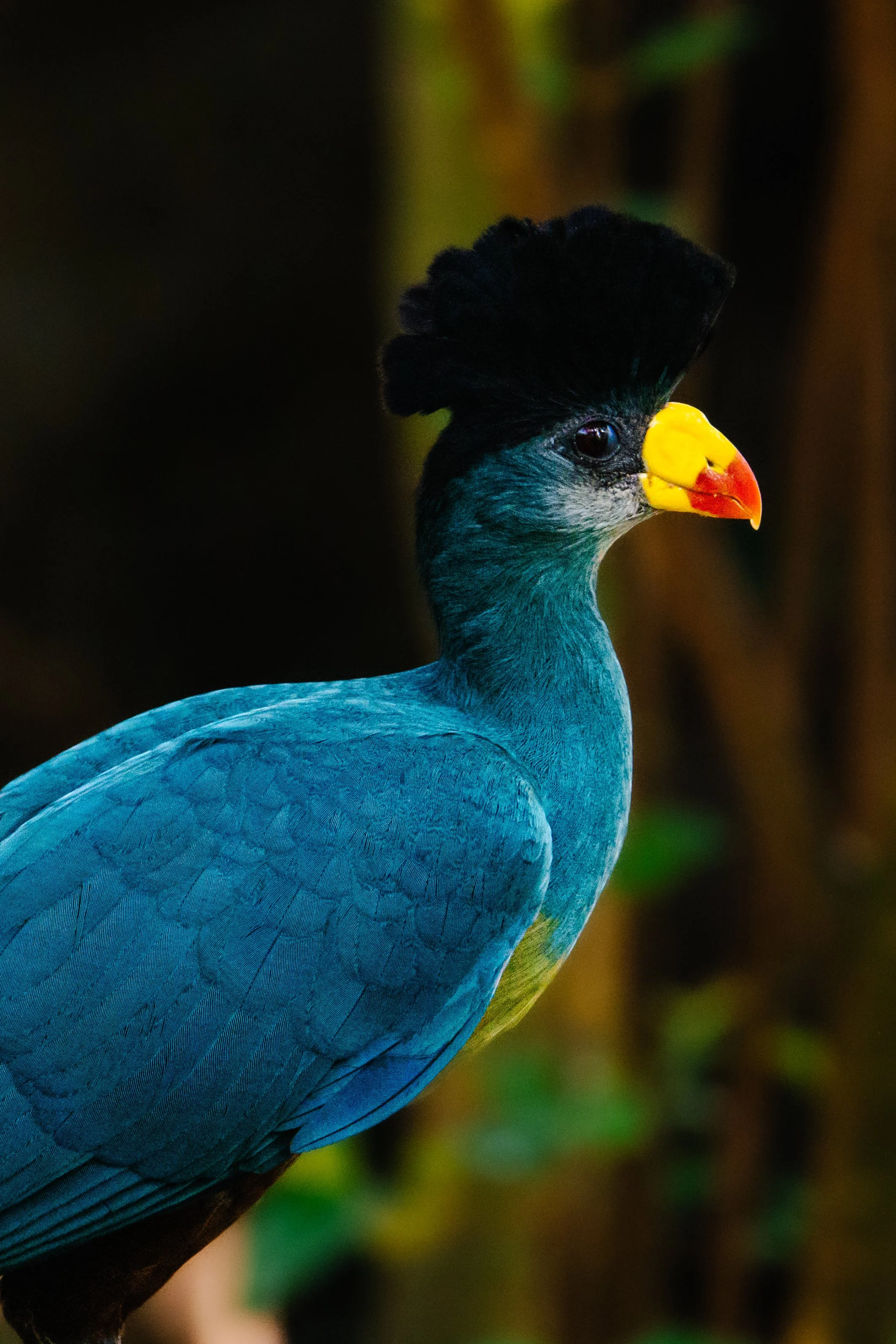 A colorful bird with blue feathers, a yellow and red beak, and a distinctive black tuft on its head.