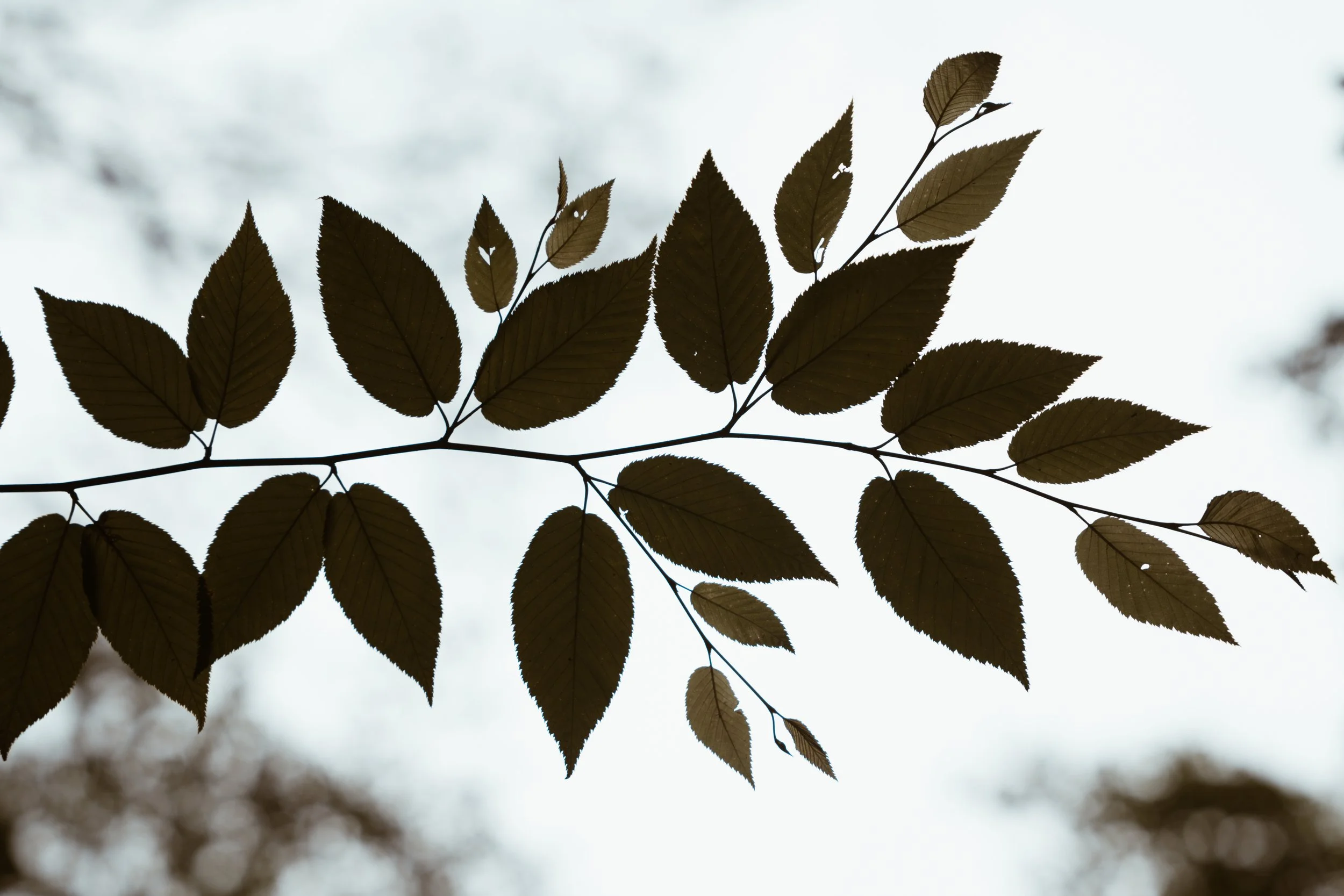 Silhouette of a branch with multiple dark leaves against a bright, overcast sky.