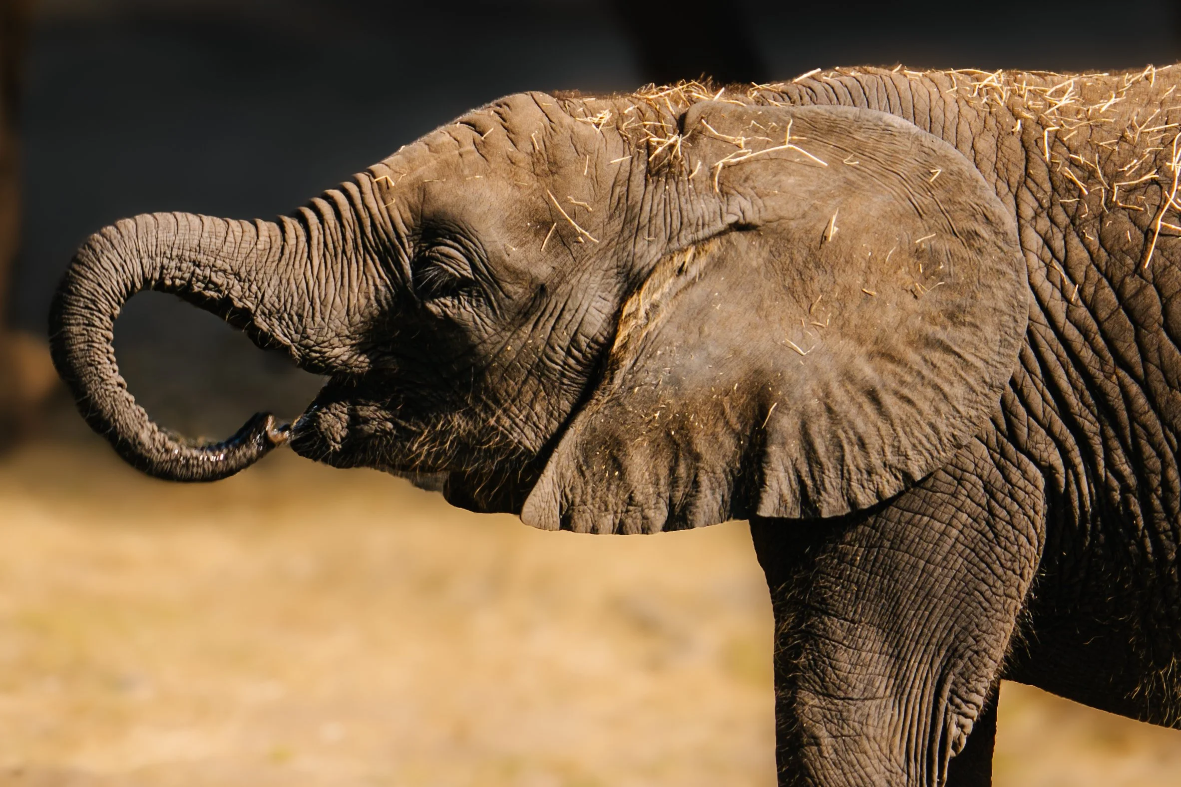 A young elephant raising its trunk with the sunlight highlighting its textured skin and ears.