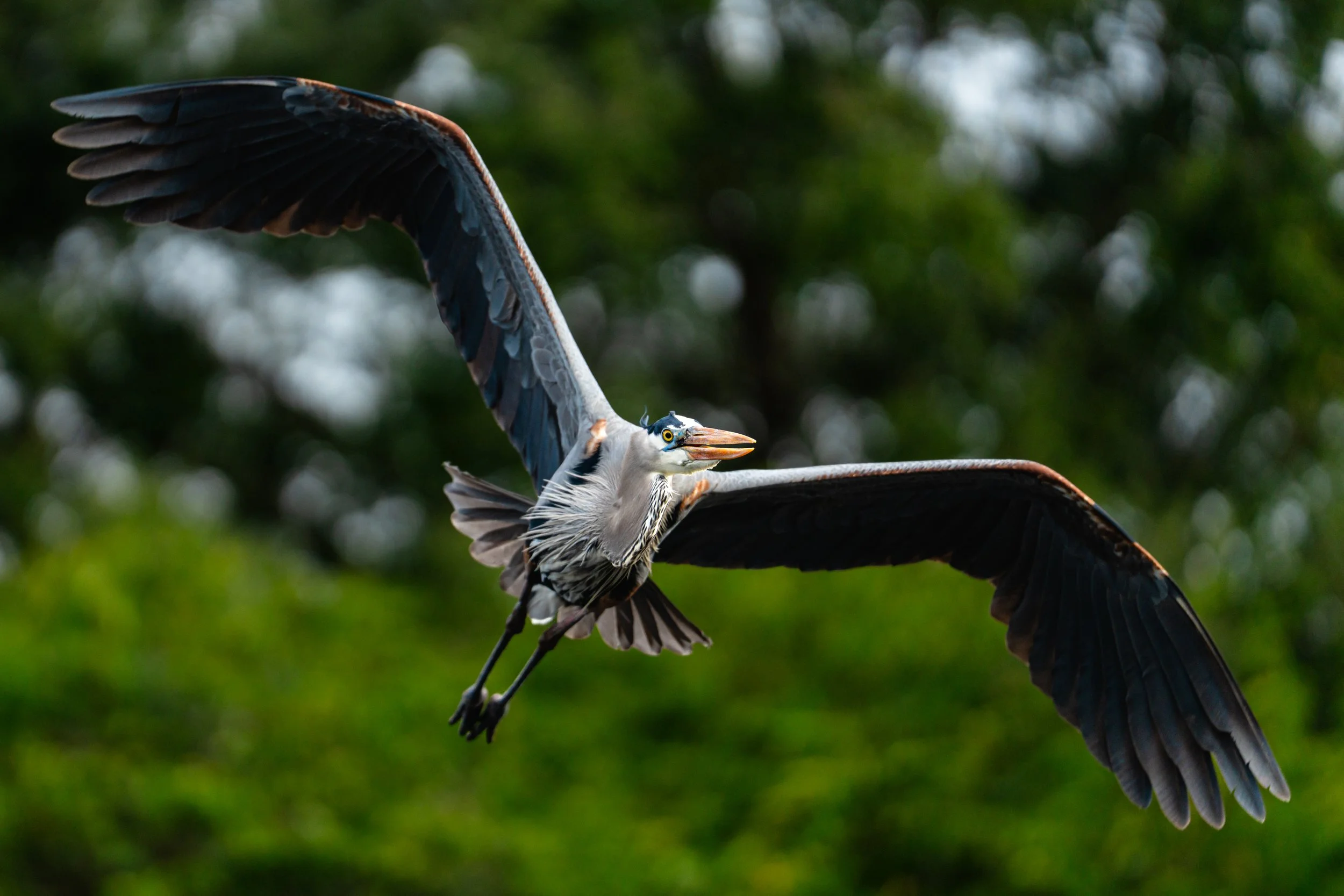 A great blue heron flying with its wings spread wide, against a background of green trees.