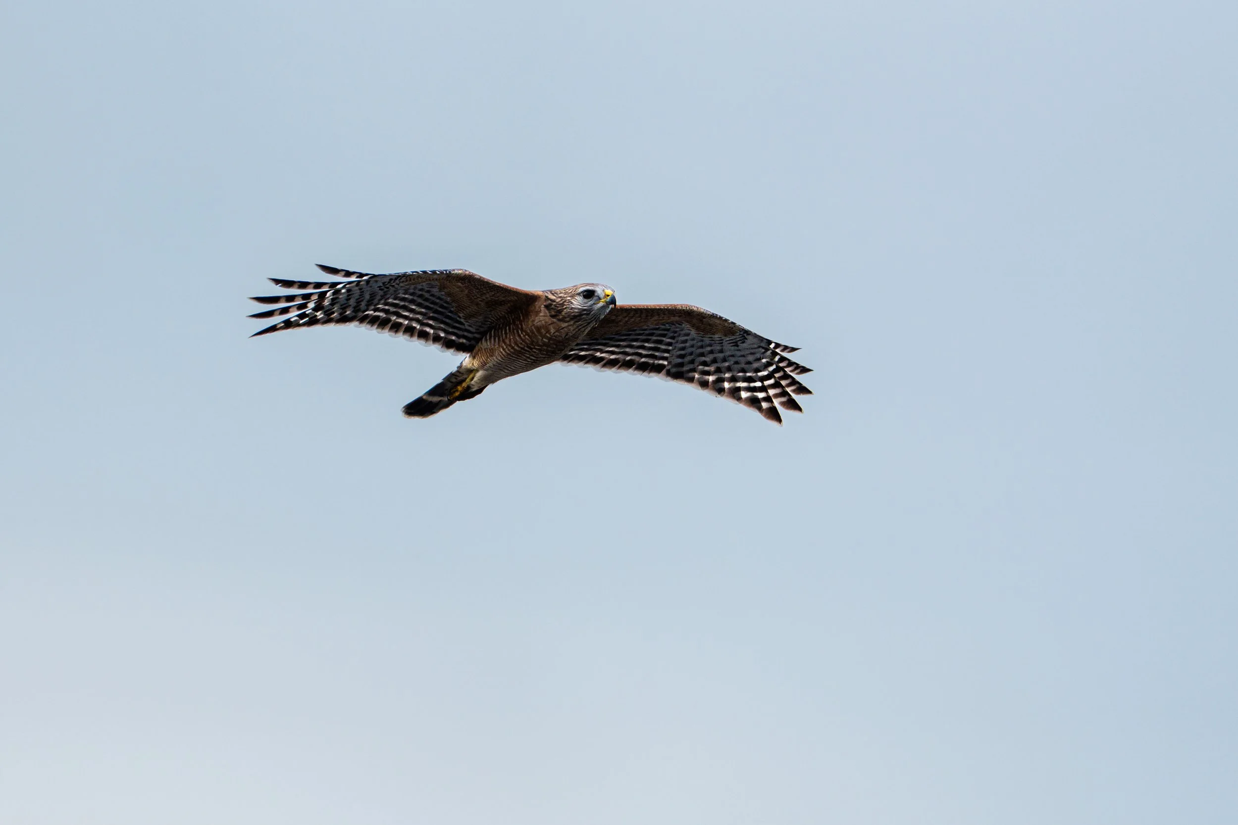 A bird of prey, likely a hawk, soaring in a clear blue sky with wings spread wide.