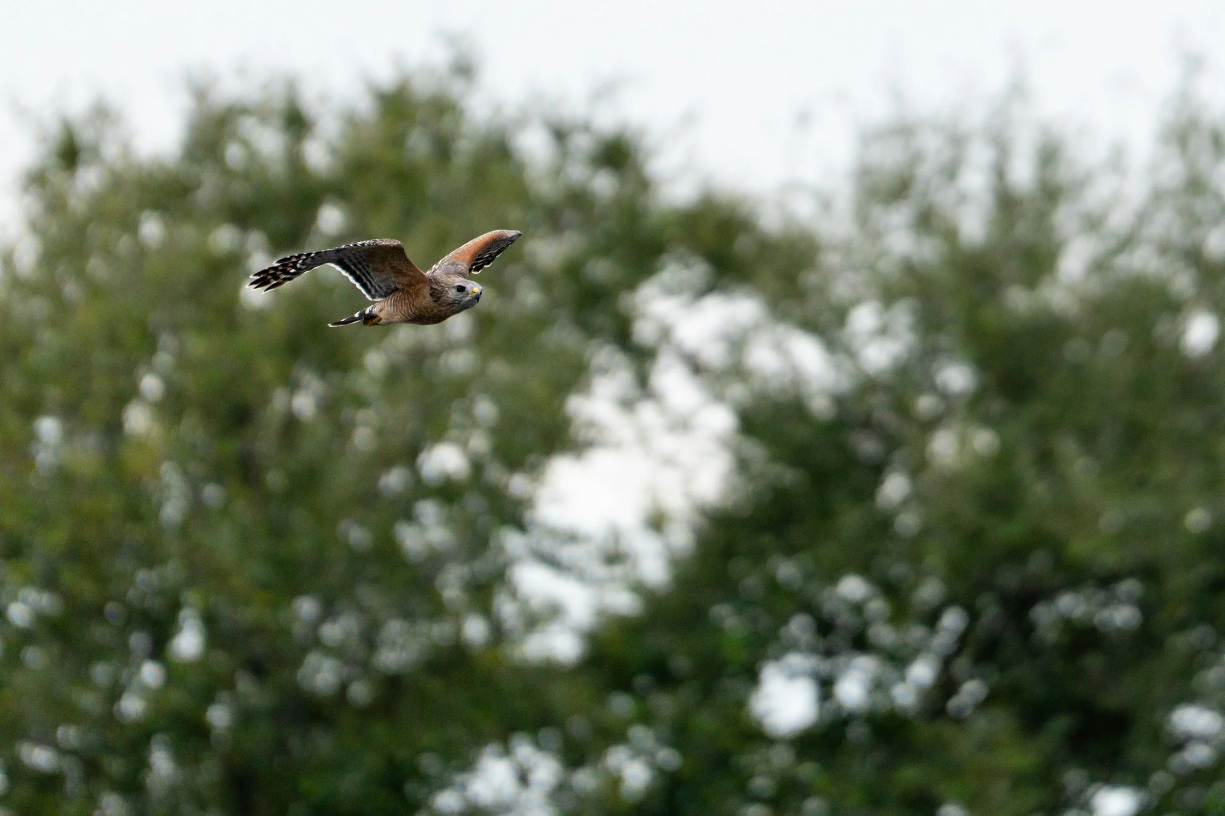Mississippi kite flying in the sky with blurred green trees in the background.