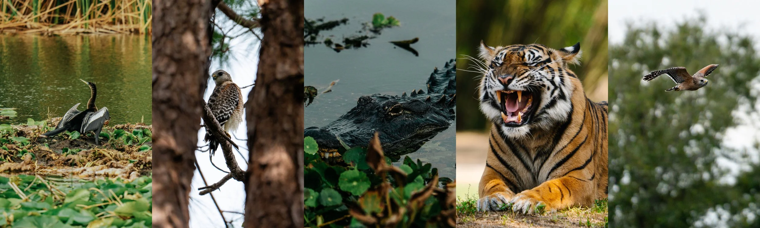 A collage of wildlife images including a bird on water, a bird on a tree, an alligator in water, a roaring tiger, and a flying bird.