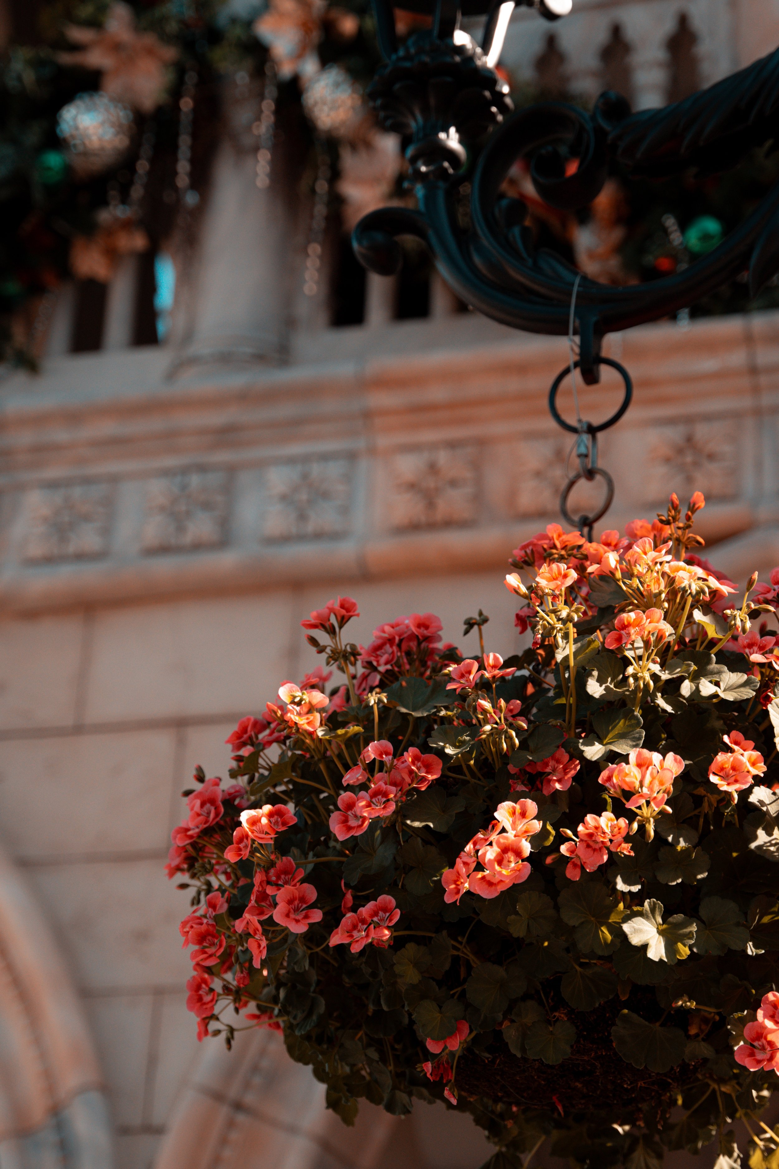 Hanging flower basket with pink and peach flowers, above ornate architectural details of a building in the background.
