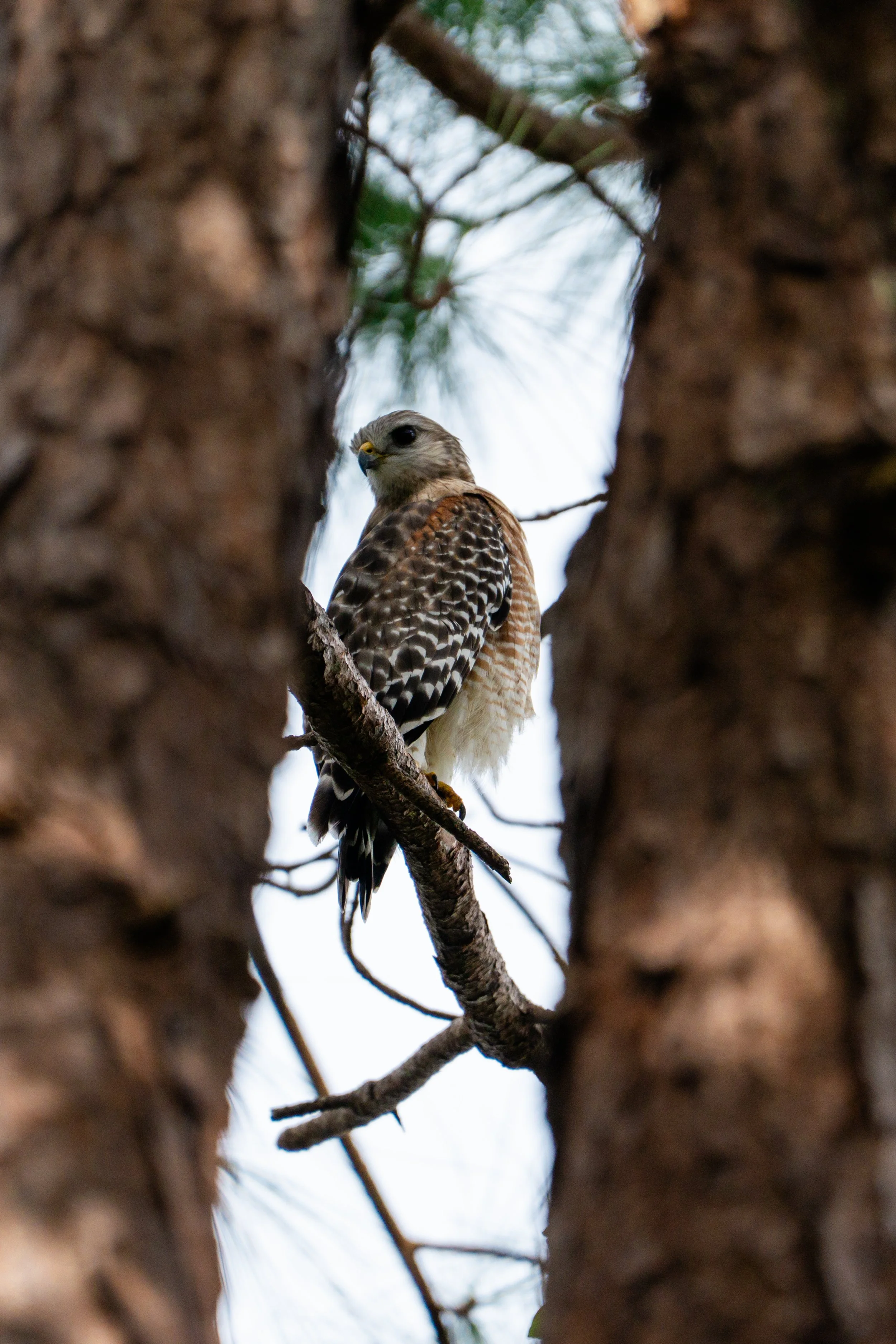 A hawk perched on a tree branch seen through the opening between two tree trunks.