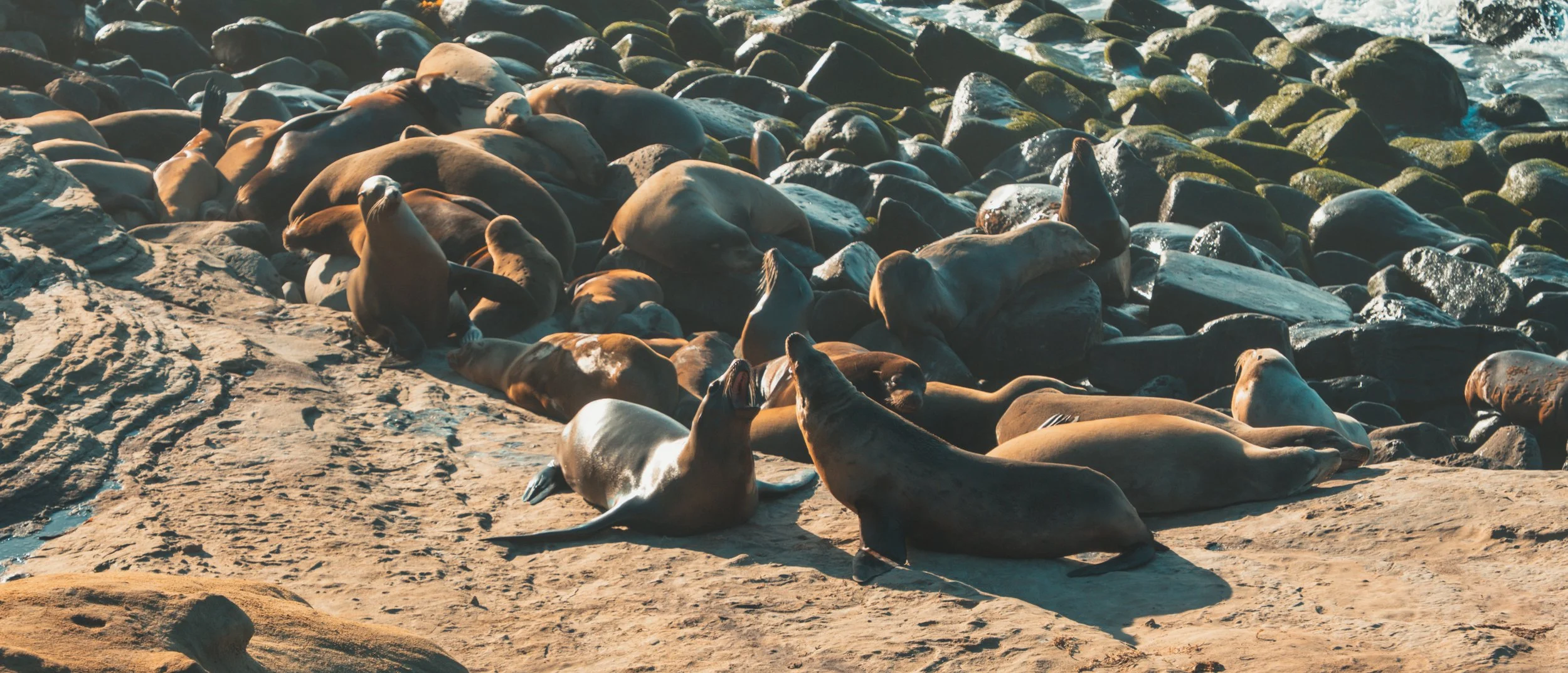 A group of sea lions resting and interacting on a rocky shoreline near the water, with some lying on the rocks and others sitting upright.