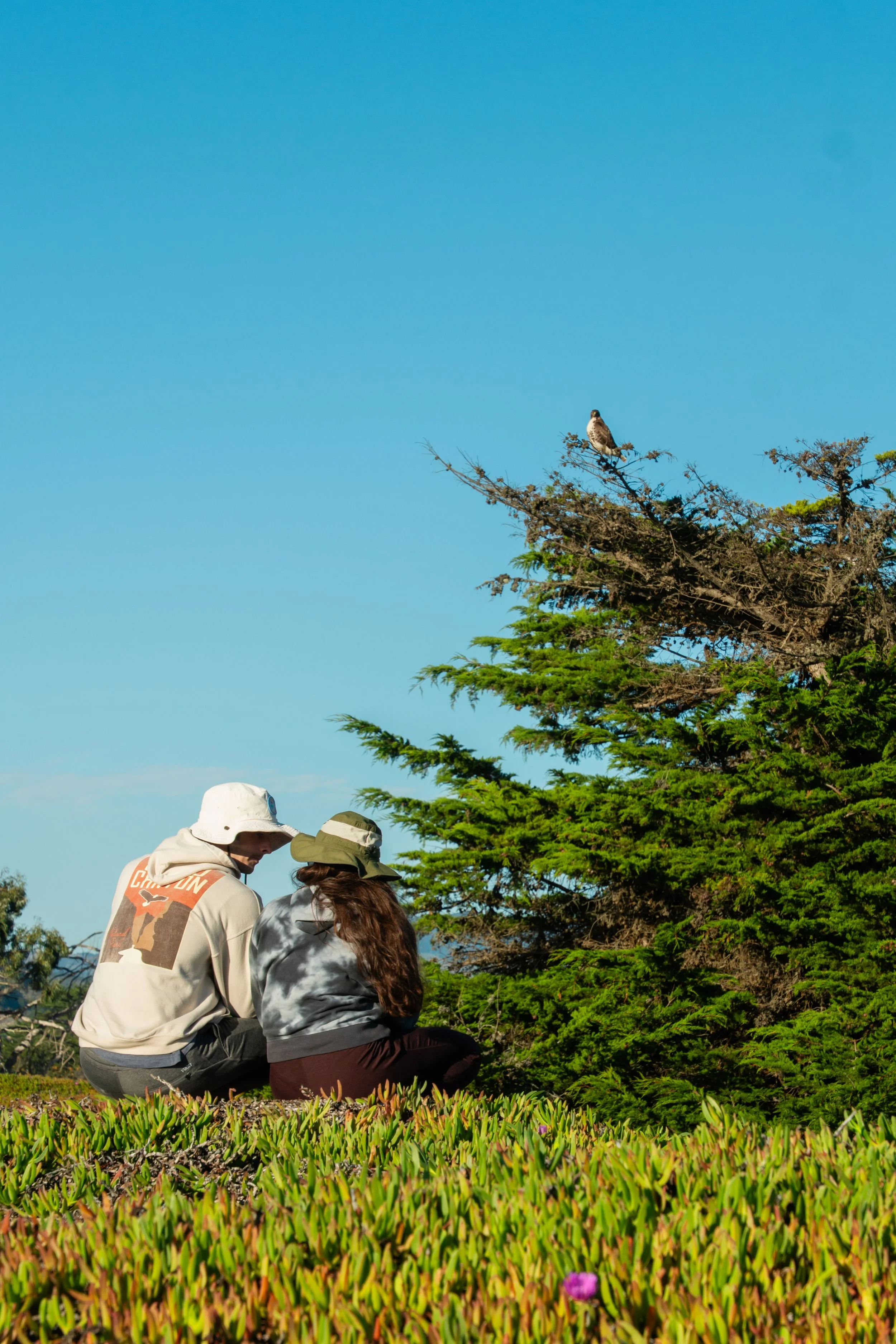 Two people sitting on ground surrounded by greenery, looking at a bird perched on a tree branch under a clear blue sky.