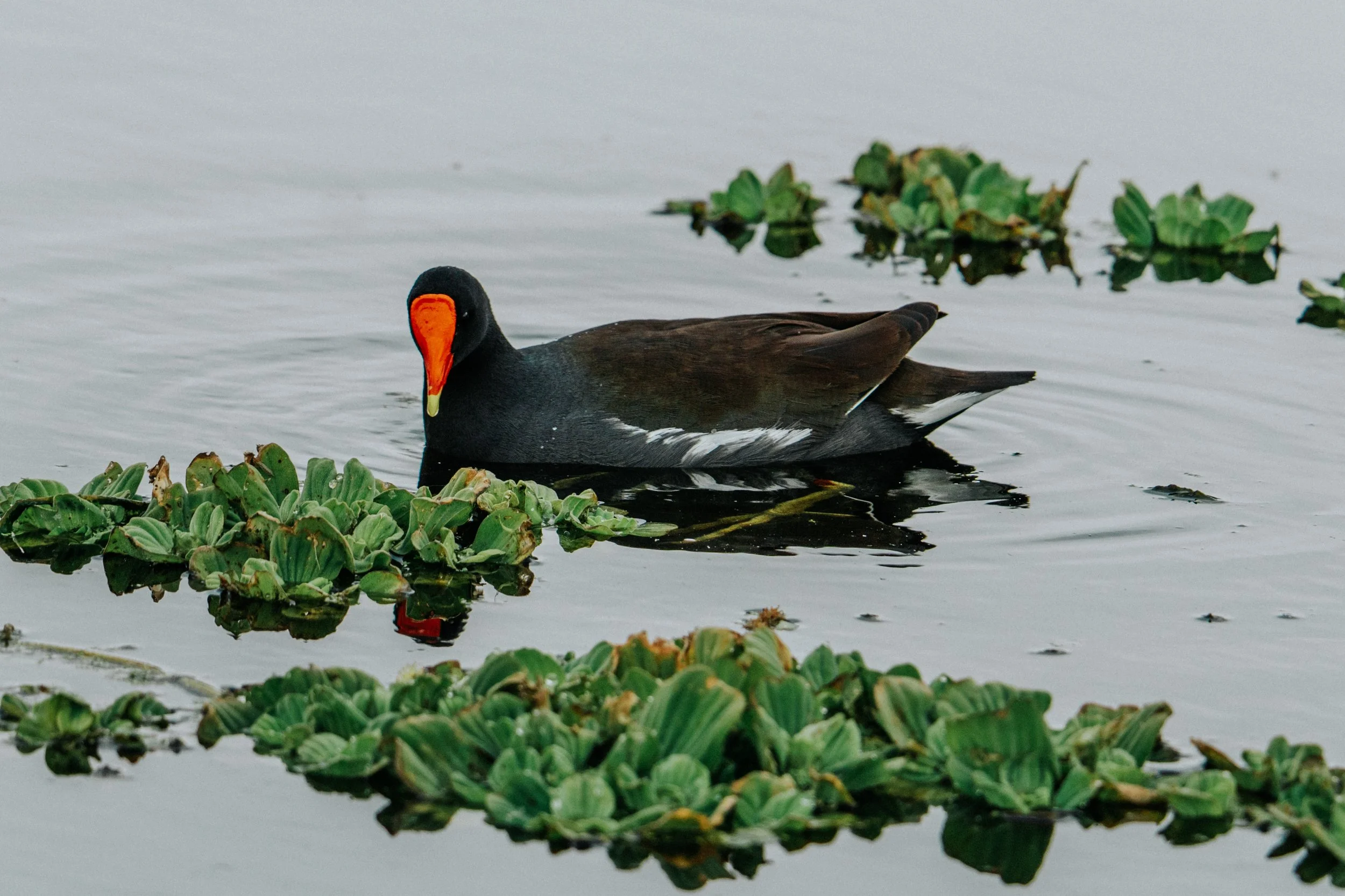 An American coot swimming in a body of water surrounded by green aquatic plants.
