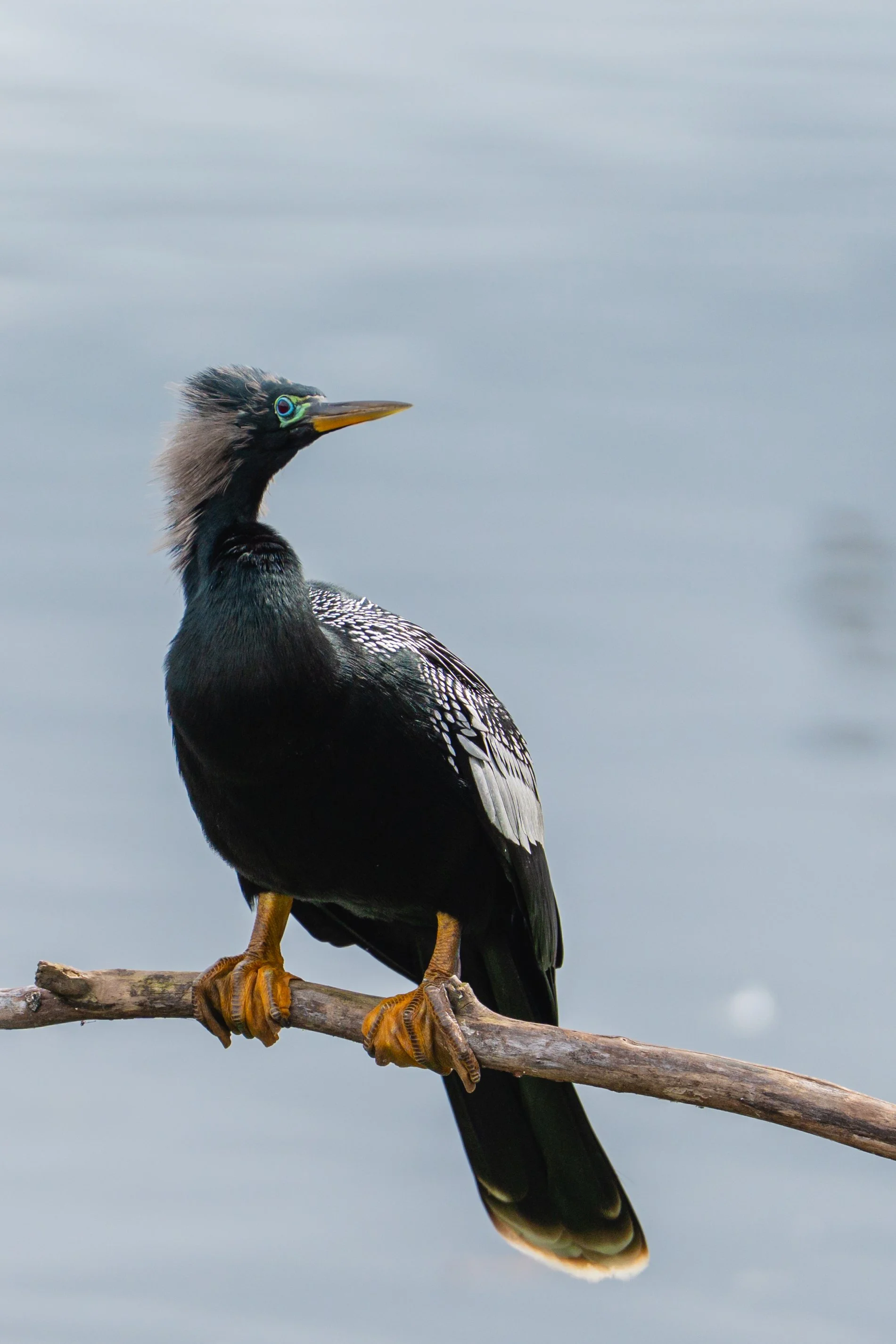 A bird, likely a Crested Cormorant, perched on a branch against a blurred water background.