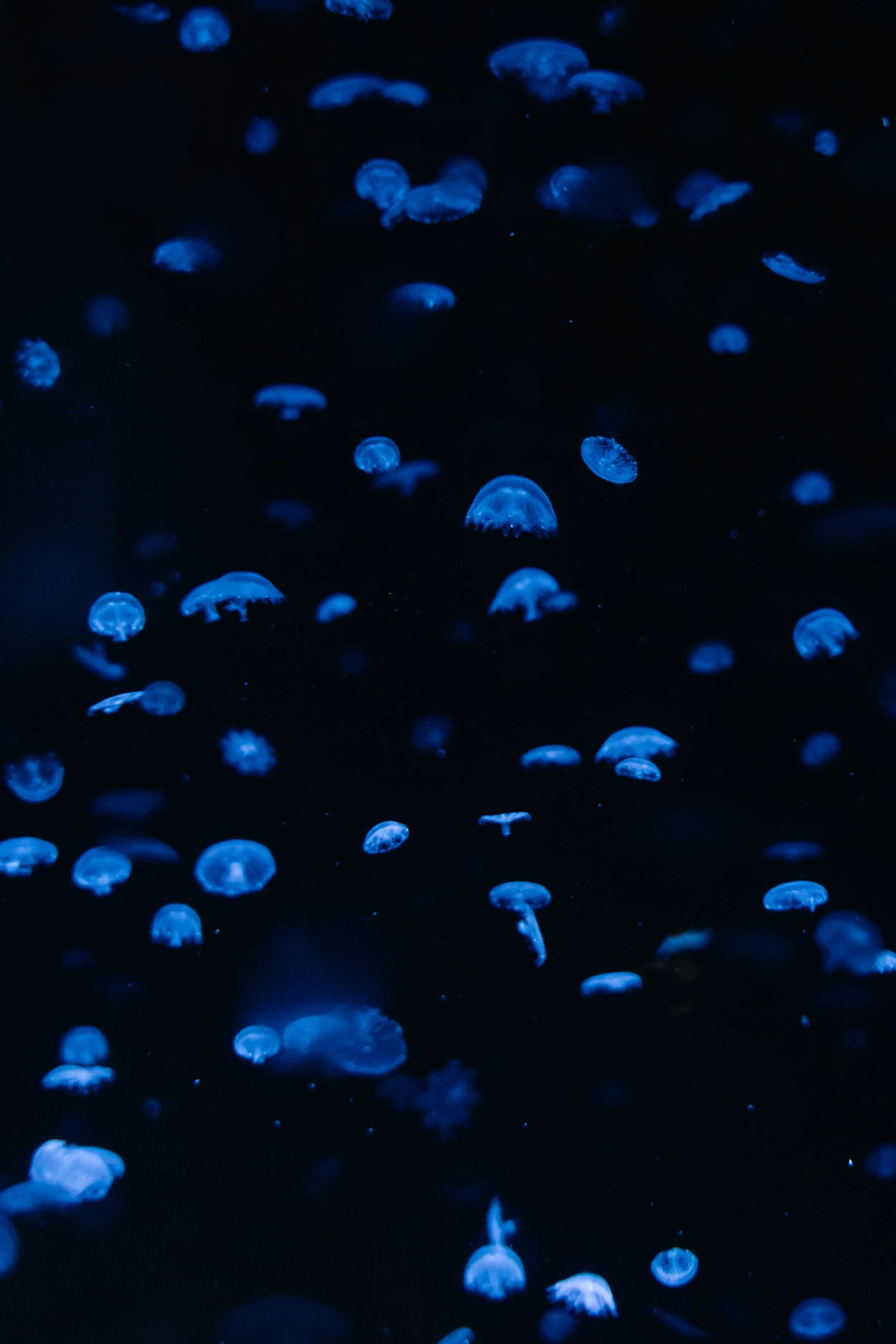 Blue bioluminescent jellyfish floating in dark water.