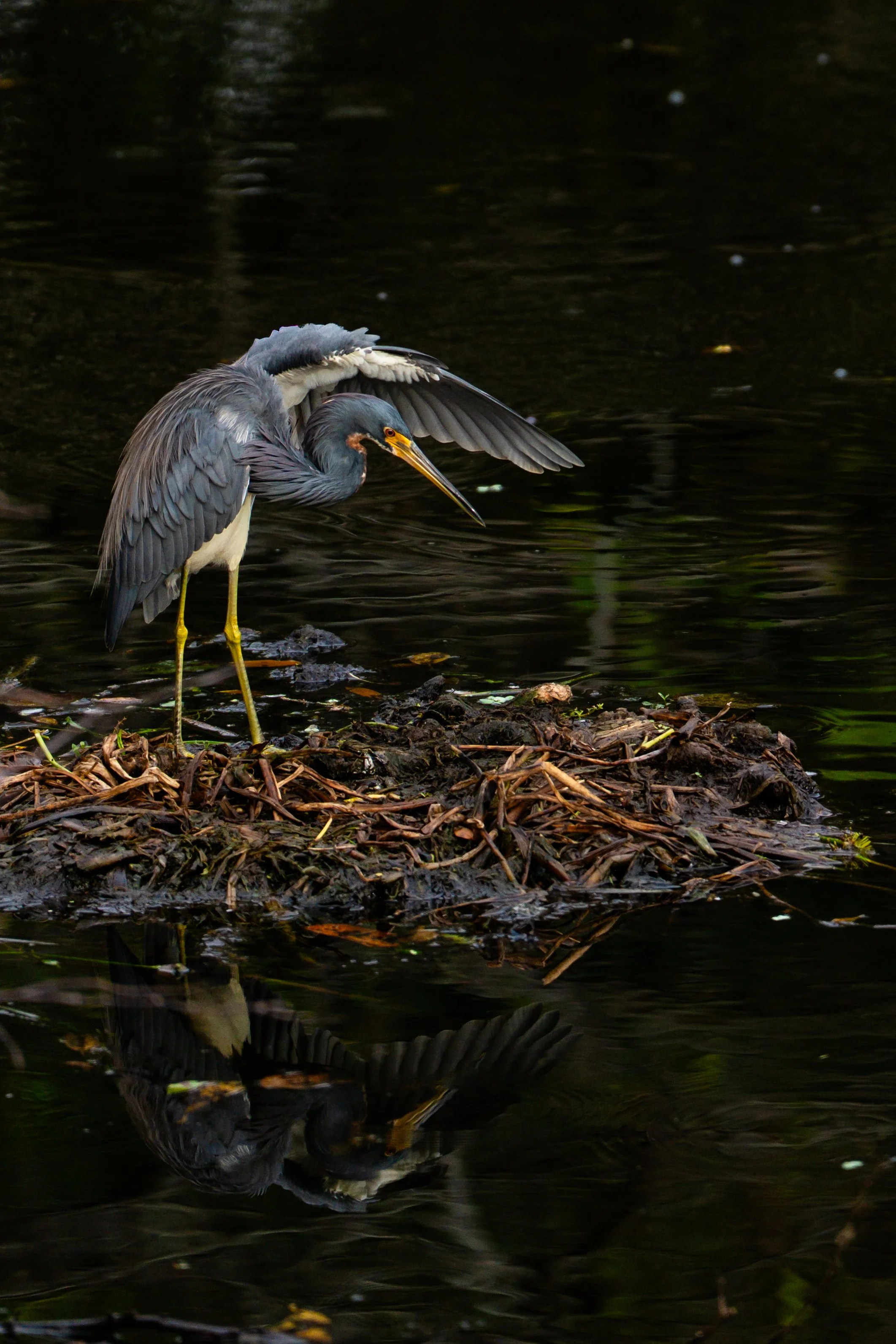 A heron standing on a small patch of land in a dark water body with its wings slightly spread and looking down.