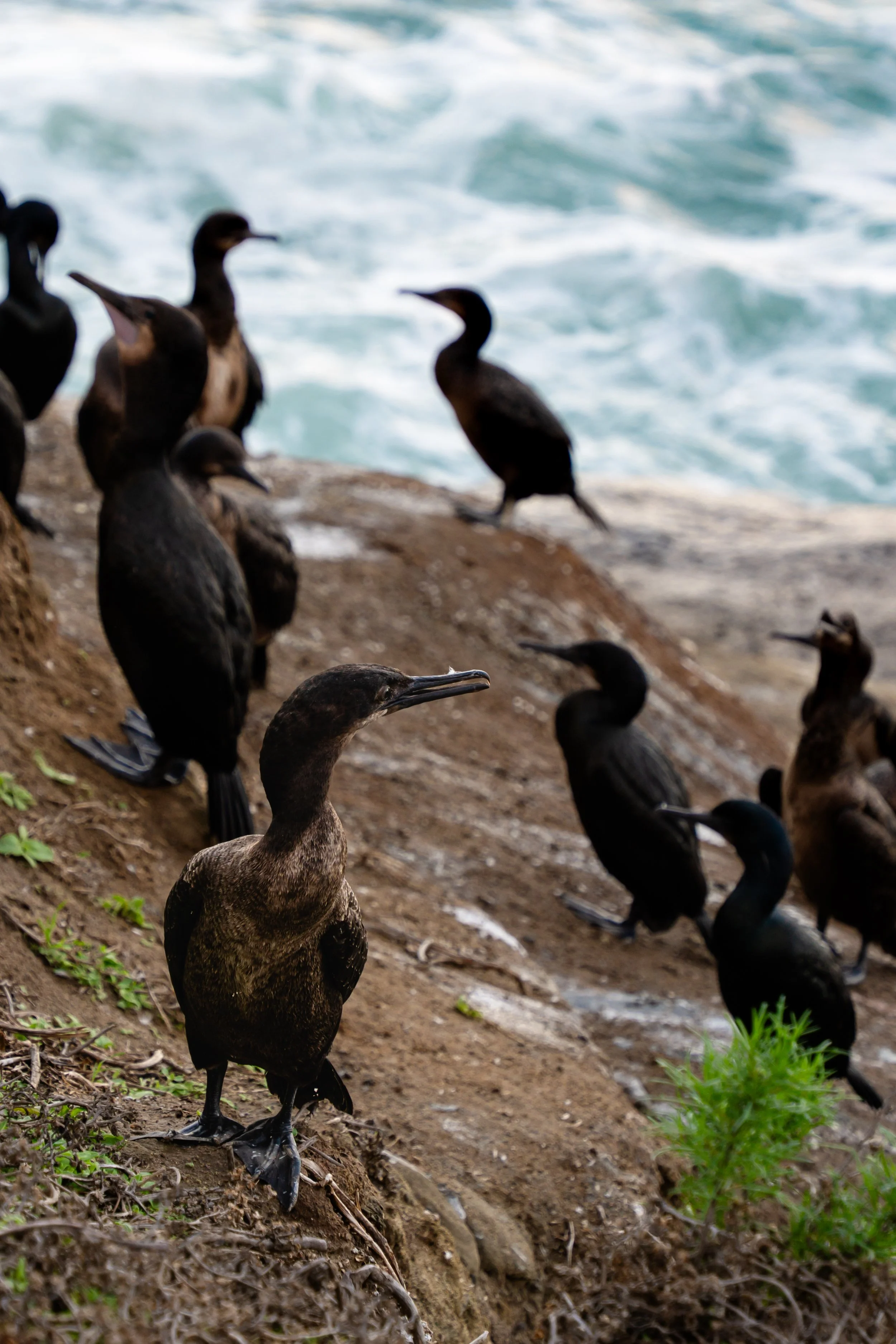 Seagulls resting on rocky shoreline near the ocean.