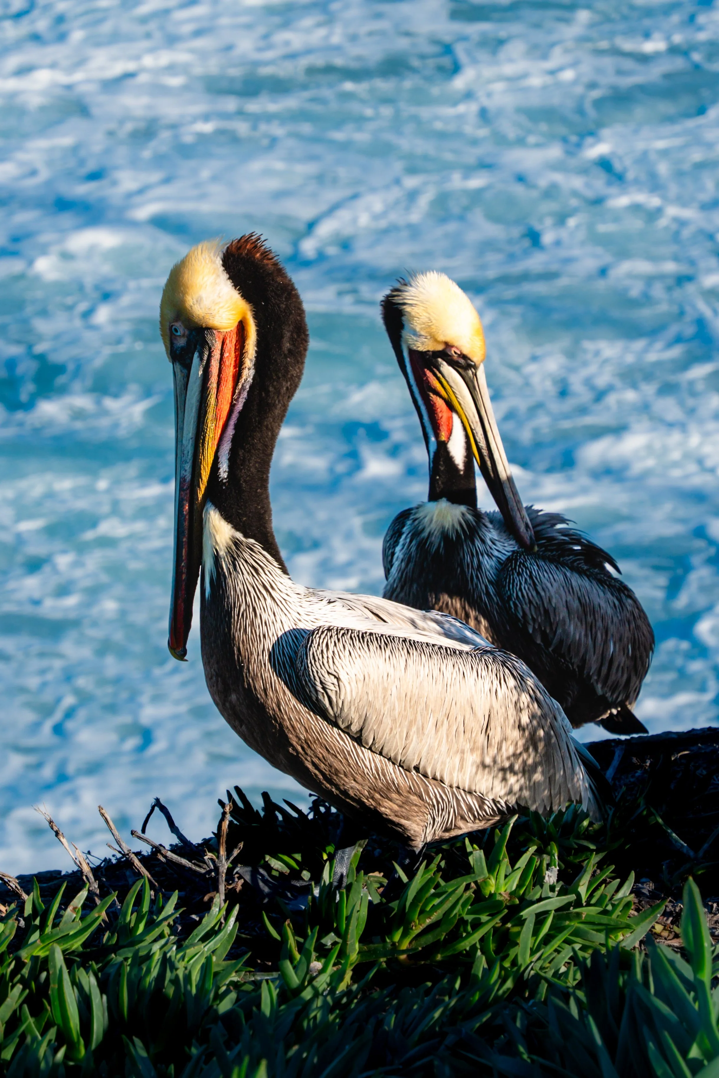 Two Puerto Rican Booby birds standing on grass near the ocean shoreline with waves in the background.