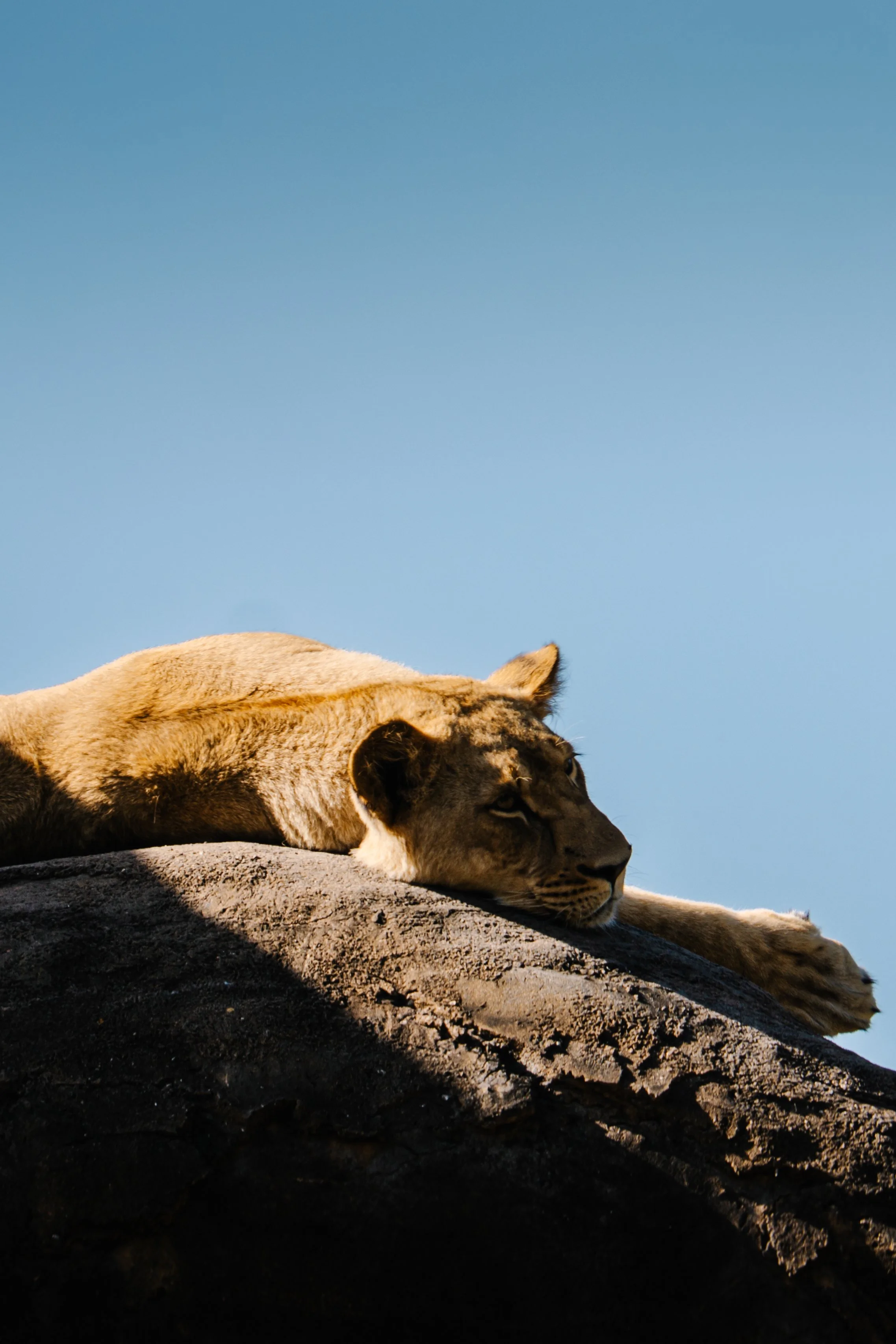 A lioness lying on a dark rock with her head resting on her front paws, with a clear blue sky in the background.
