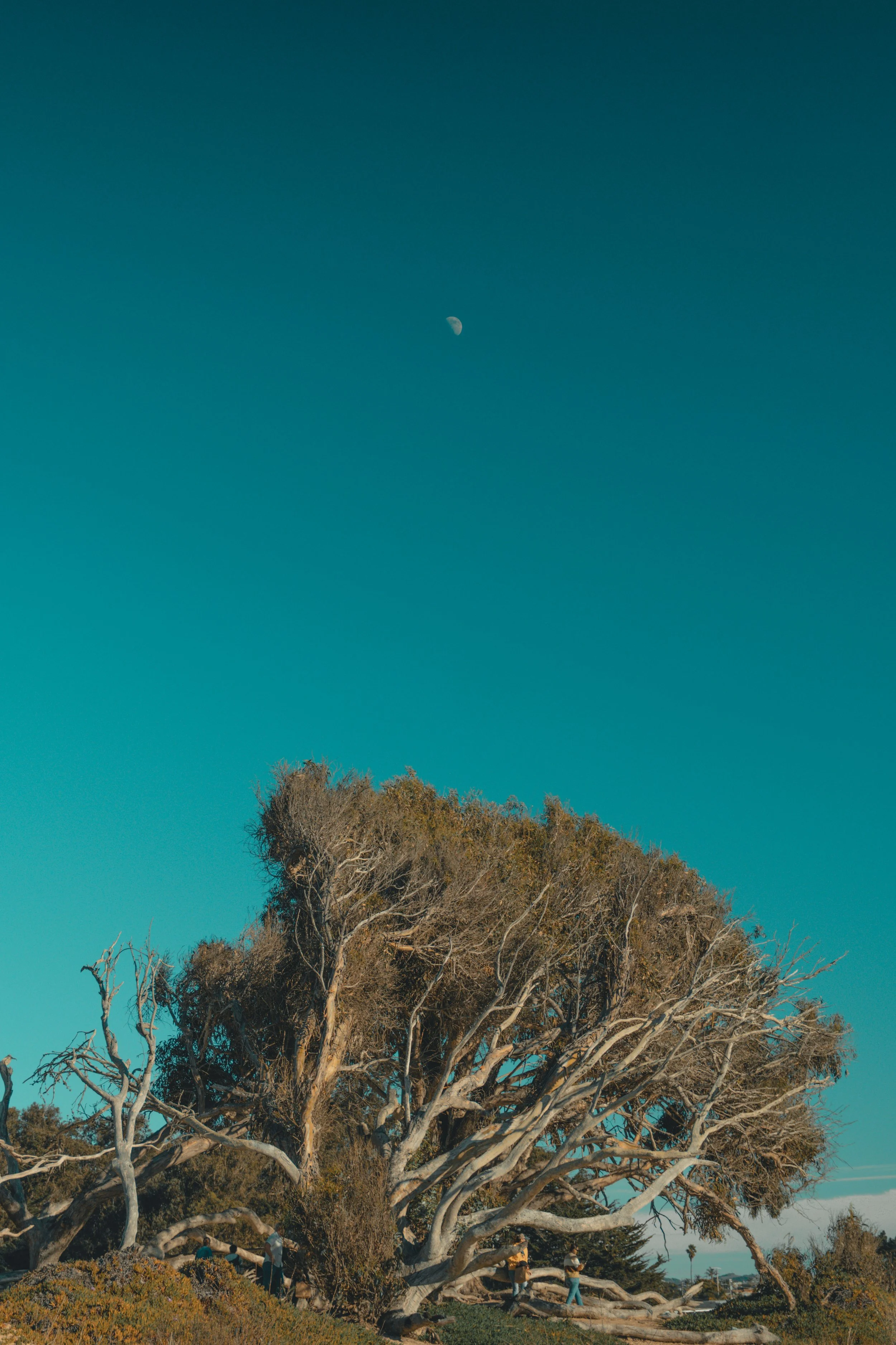 Large tree with sprawling branches and some people underneath it, blue sky with visible moon in the background.