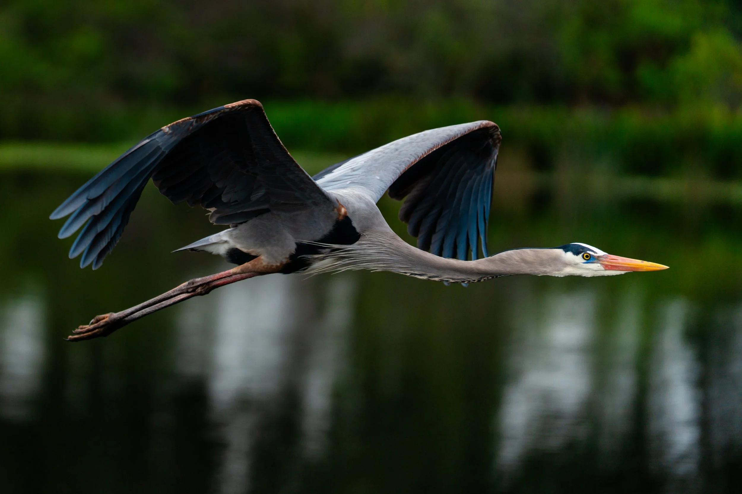 A heron flying over a body of water with a blurred green landscape in the background.