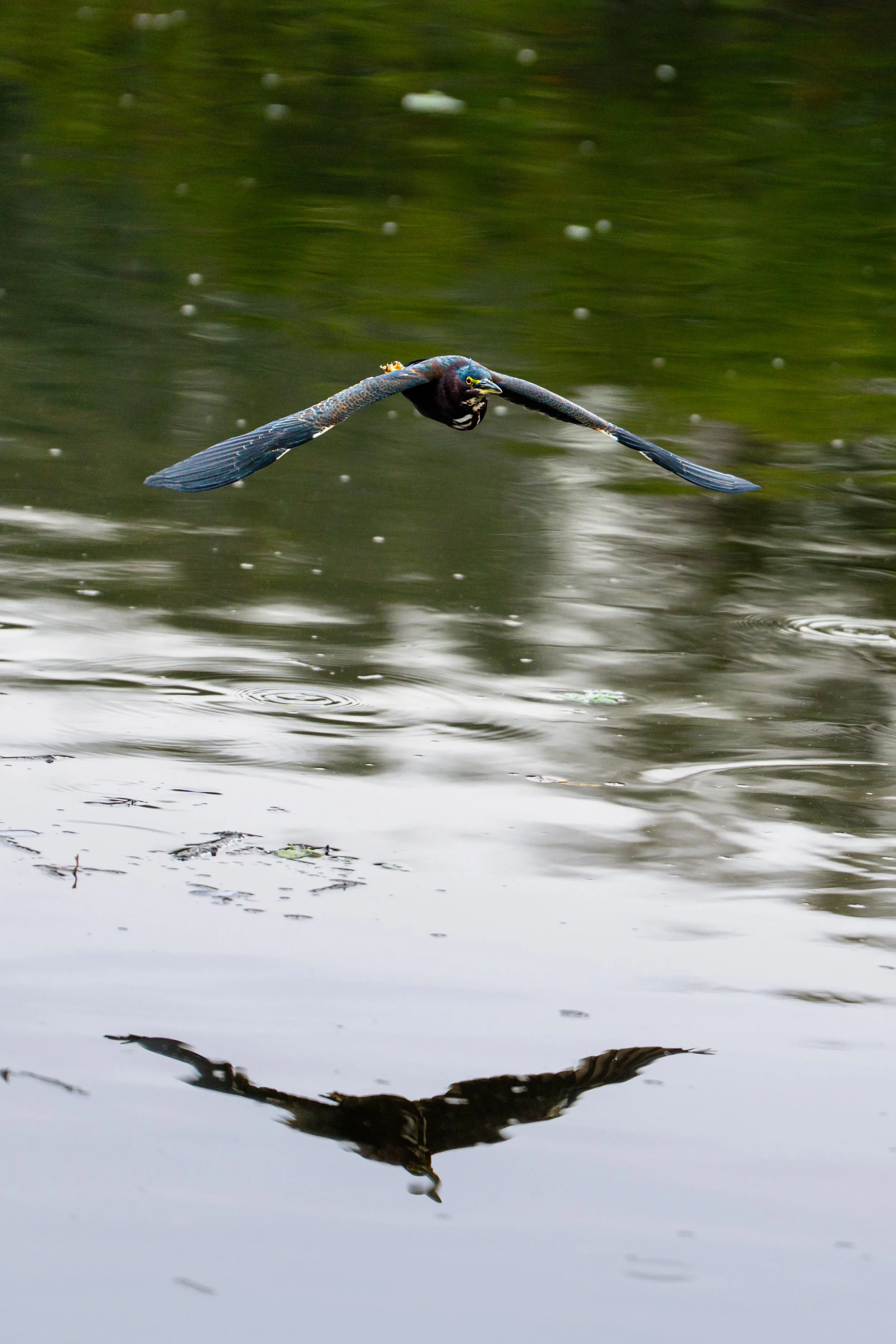 A bird flying low over a body of water, with its reflection visible on the water's surface.