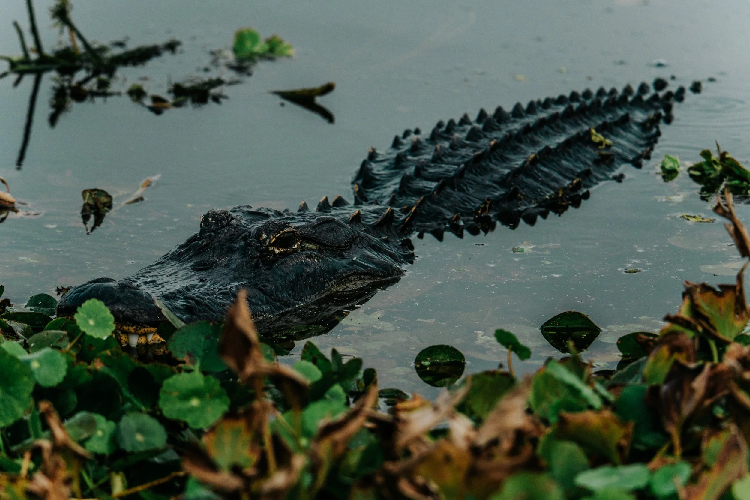 Close-up of a crocodile partially submerged in water with surrounding aquatic plants.