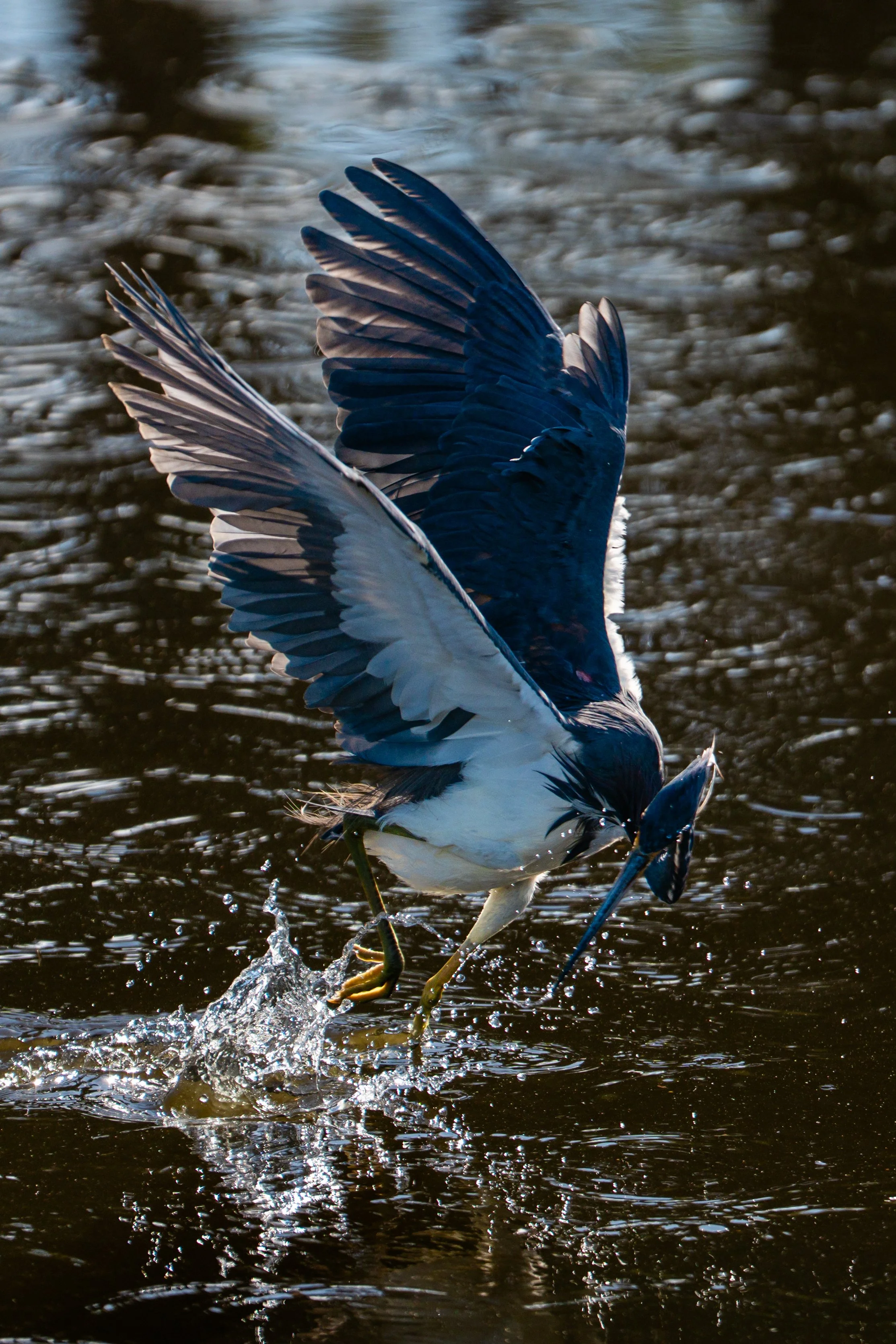 A bird, possibly a heron or egret, with outstretched wings, is catching a fish while wading in dark, rippling water.