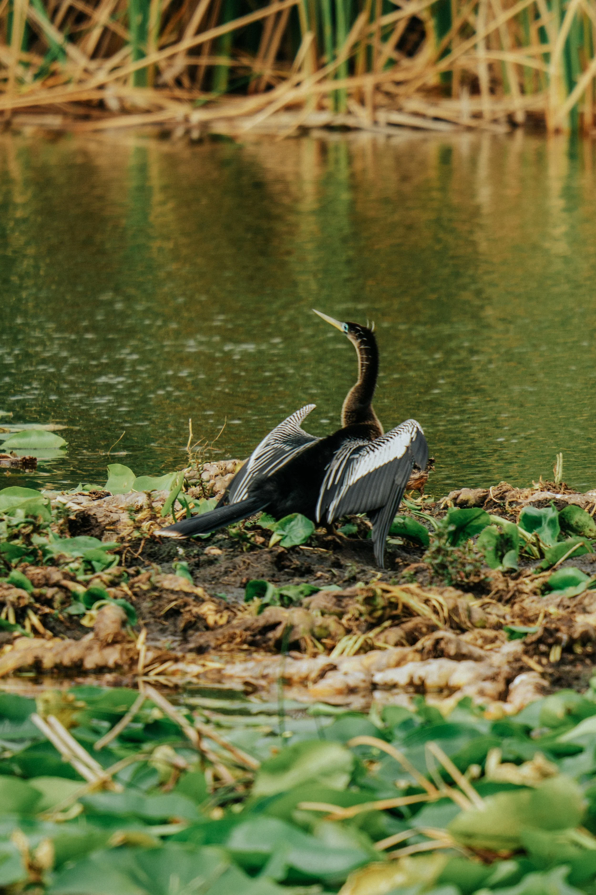 A bird with black and white patterned feathers, sitting on muddy ground near water surrounded by green aquatic plants.