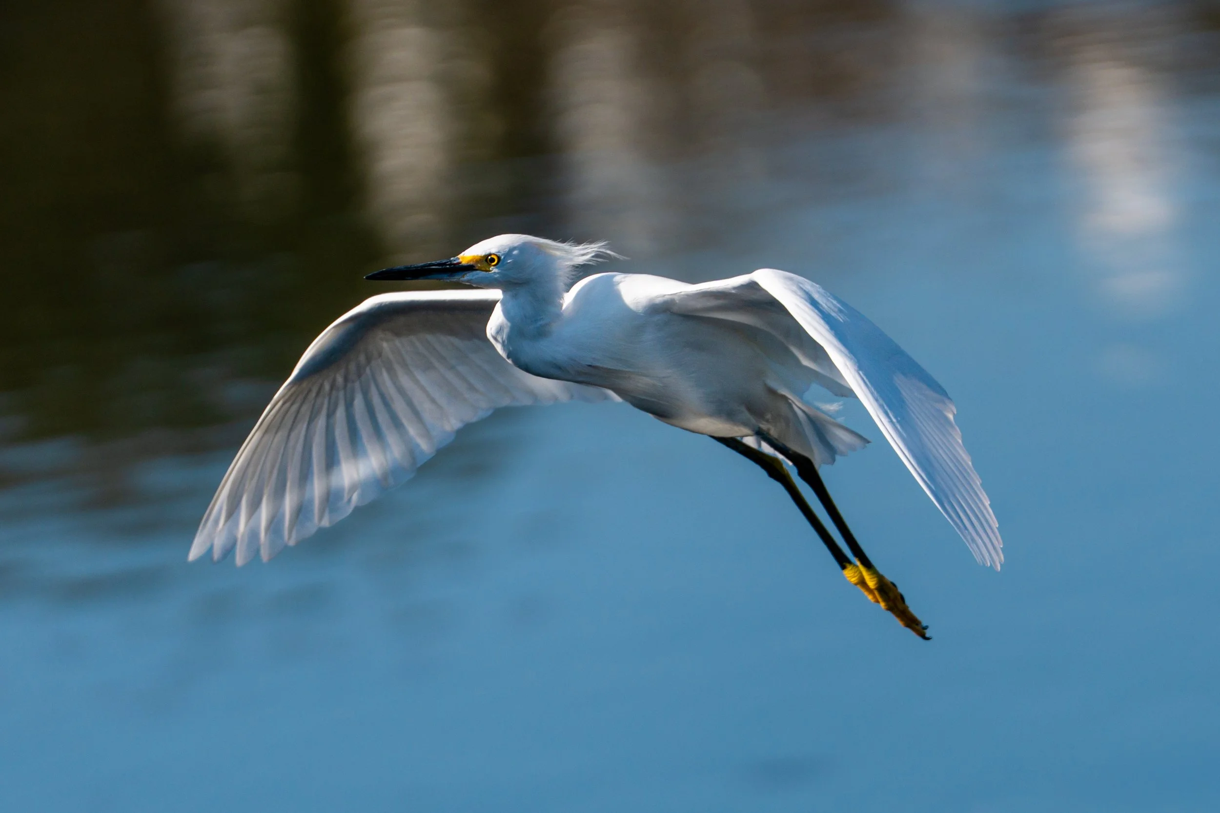 A white heron with yellow accents on its beak and eyes, flying over a body of water with a blurred background.