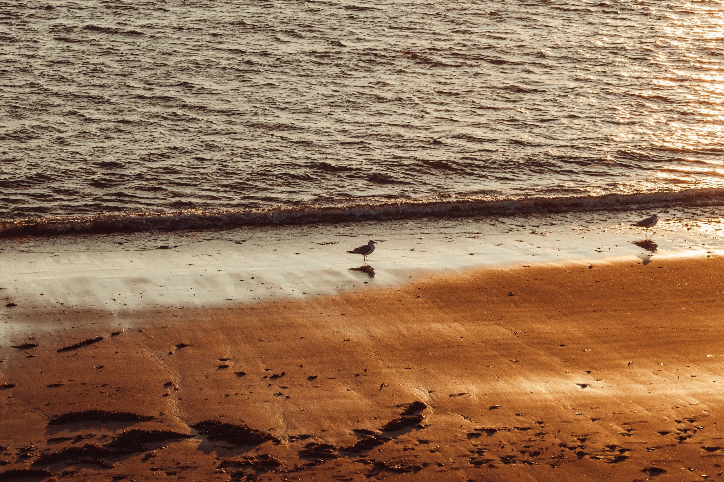 Photo of a beach during sunset with two seagulls near the water's edge and footprints on the sand.